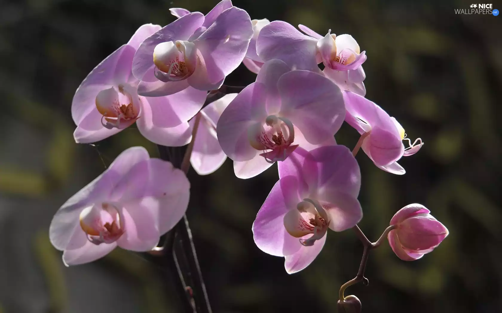 Colourfull Flowers, orchid