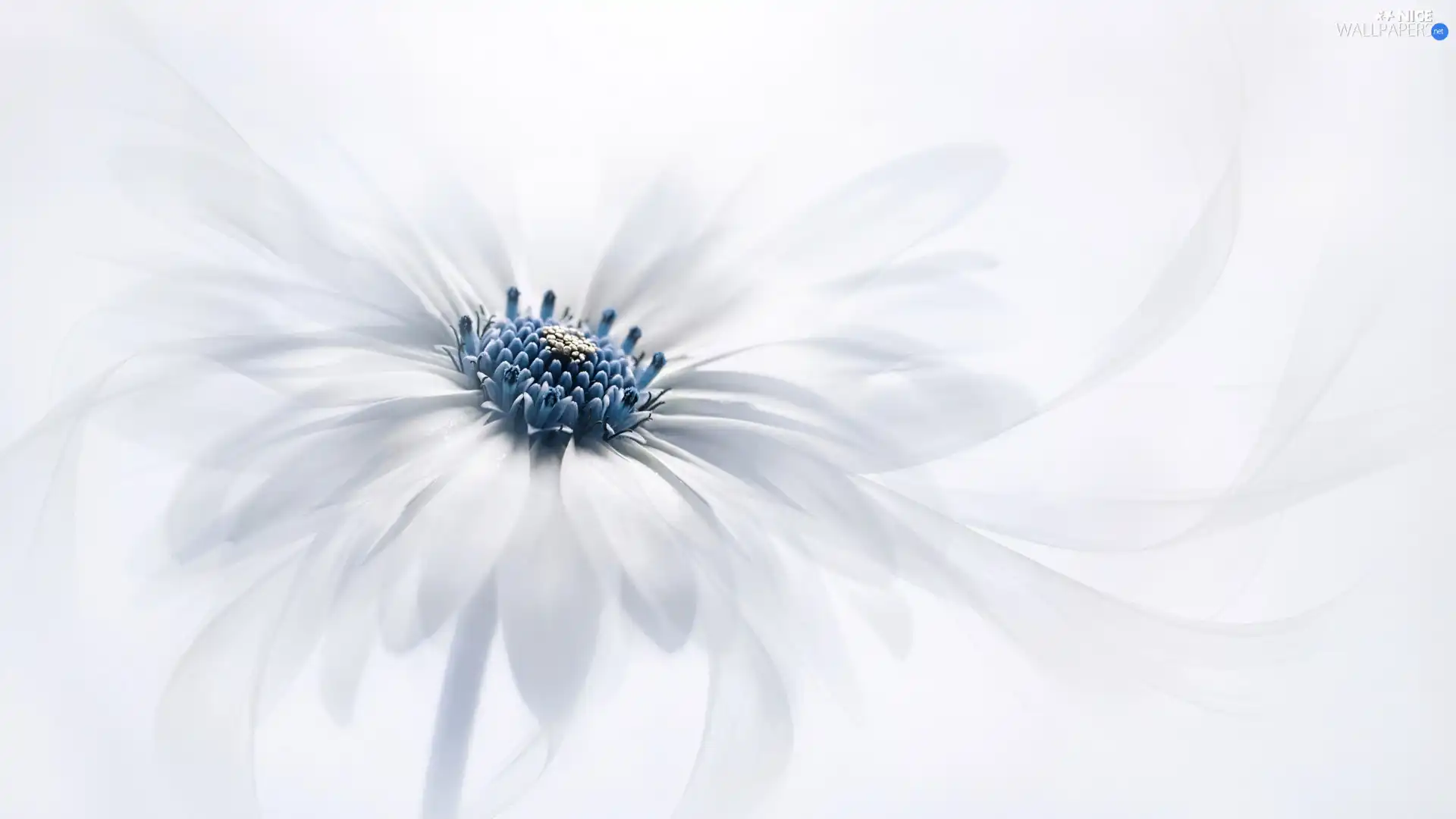 Osteospermum, White, Colourfull Flowers