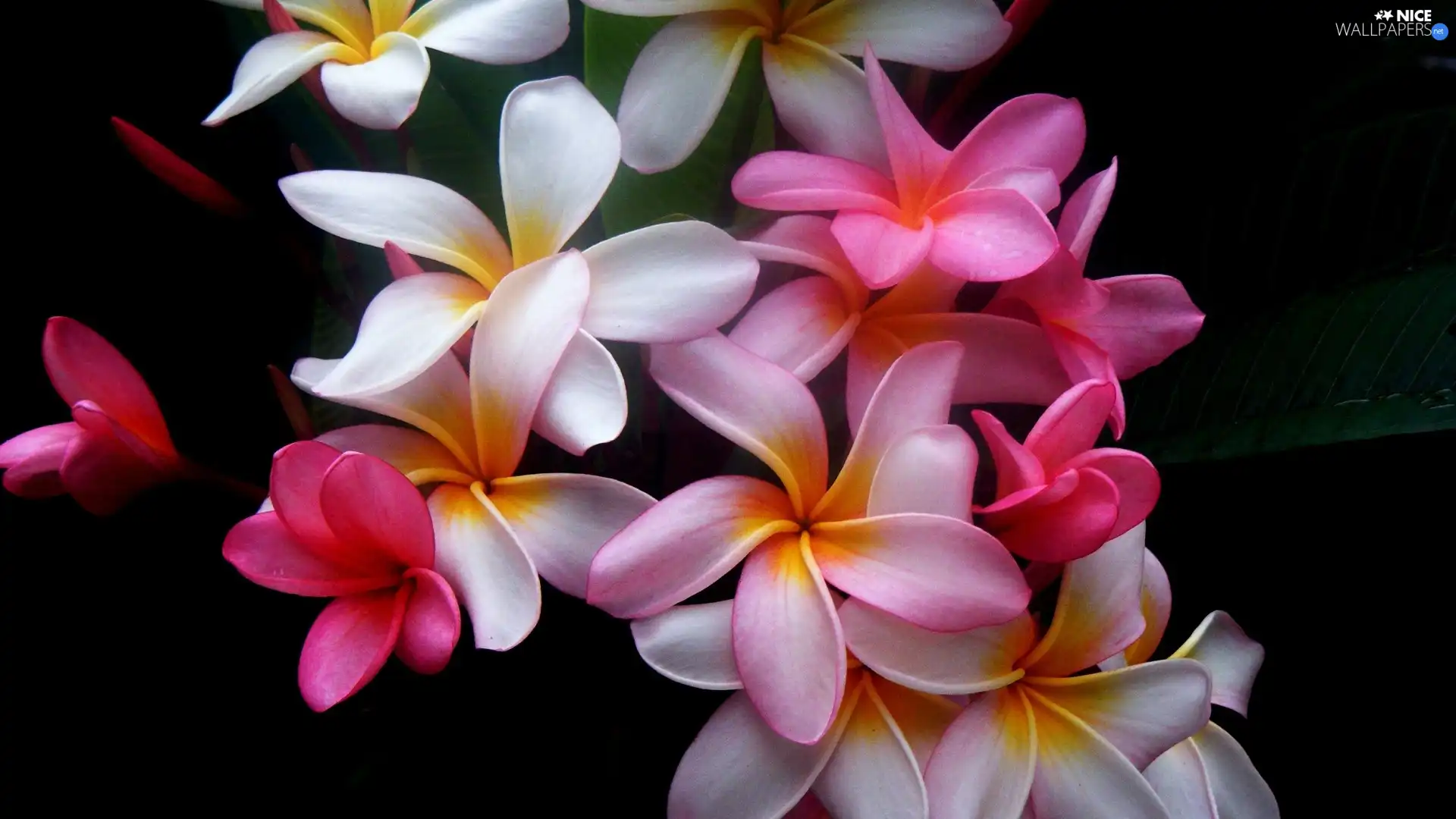 Colourfull Flowers, Plumeria