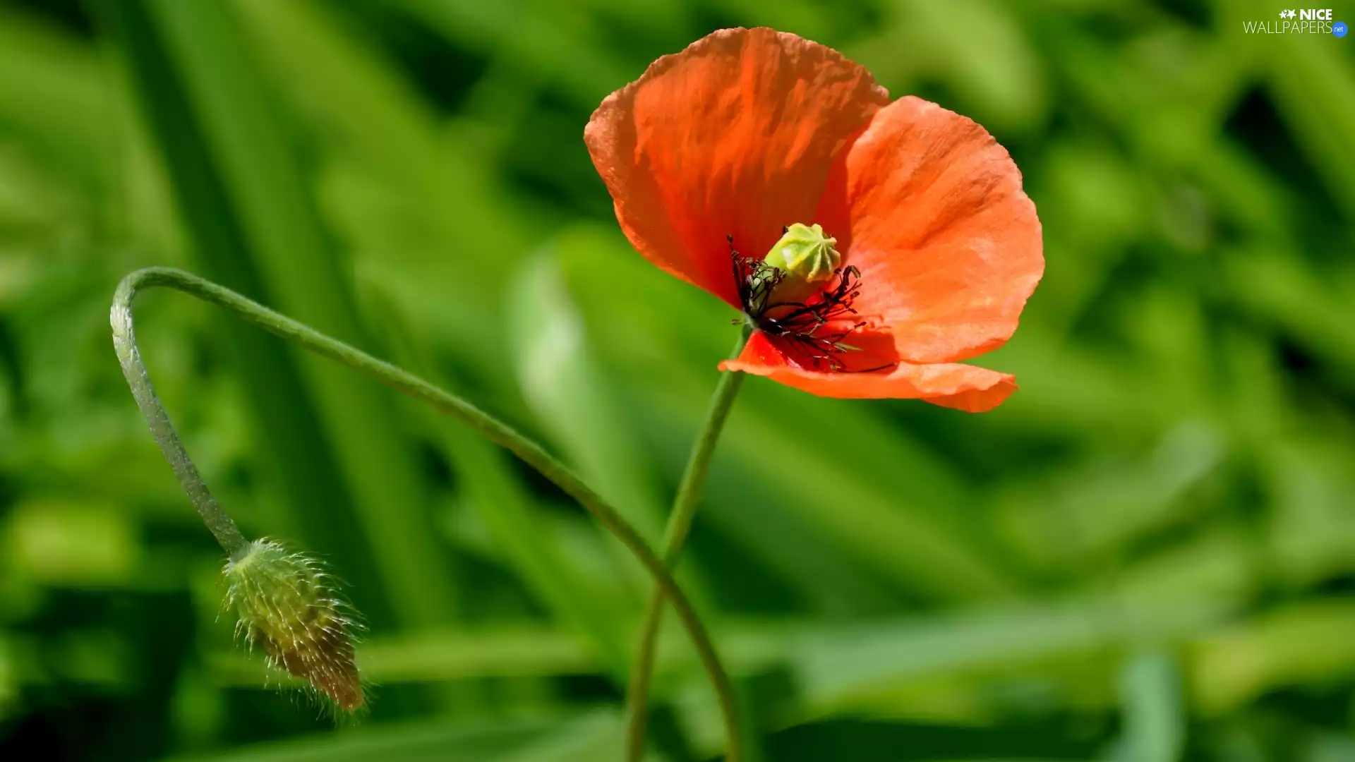 Colourfull Flowers, poppies