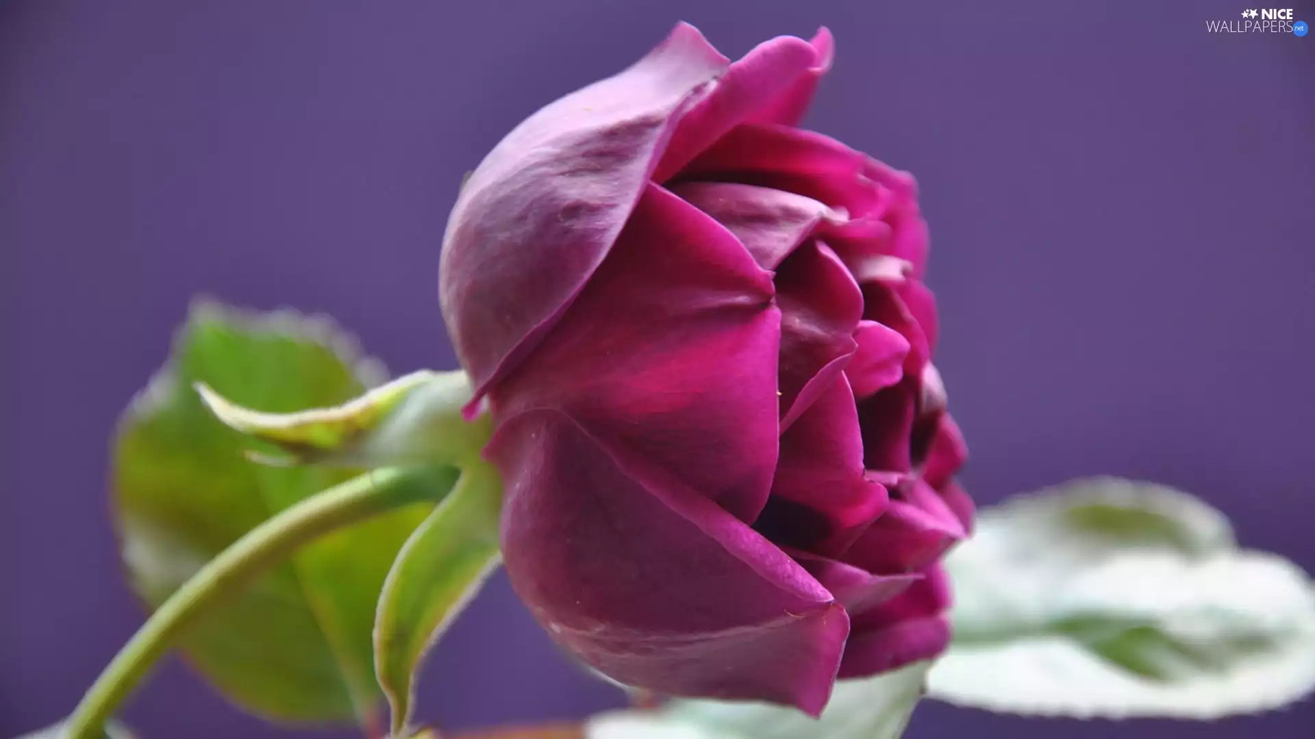 Colourfull Flowers, rose