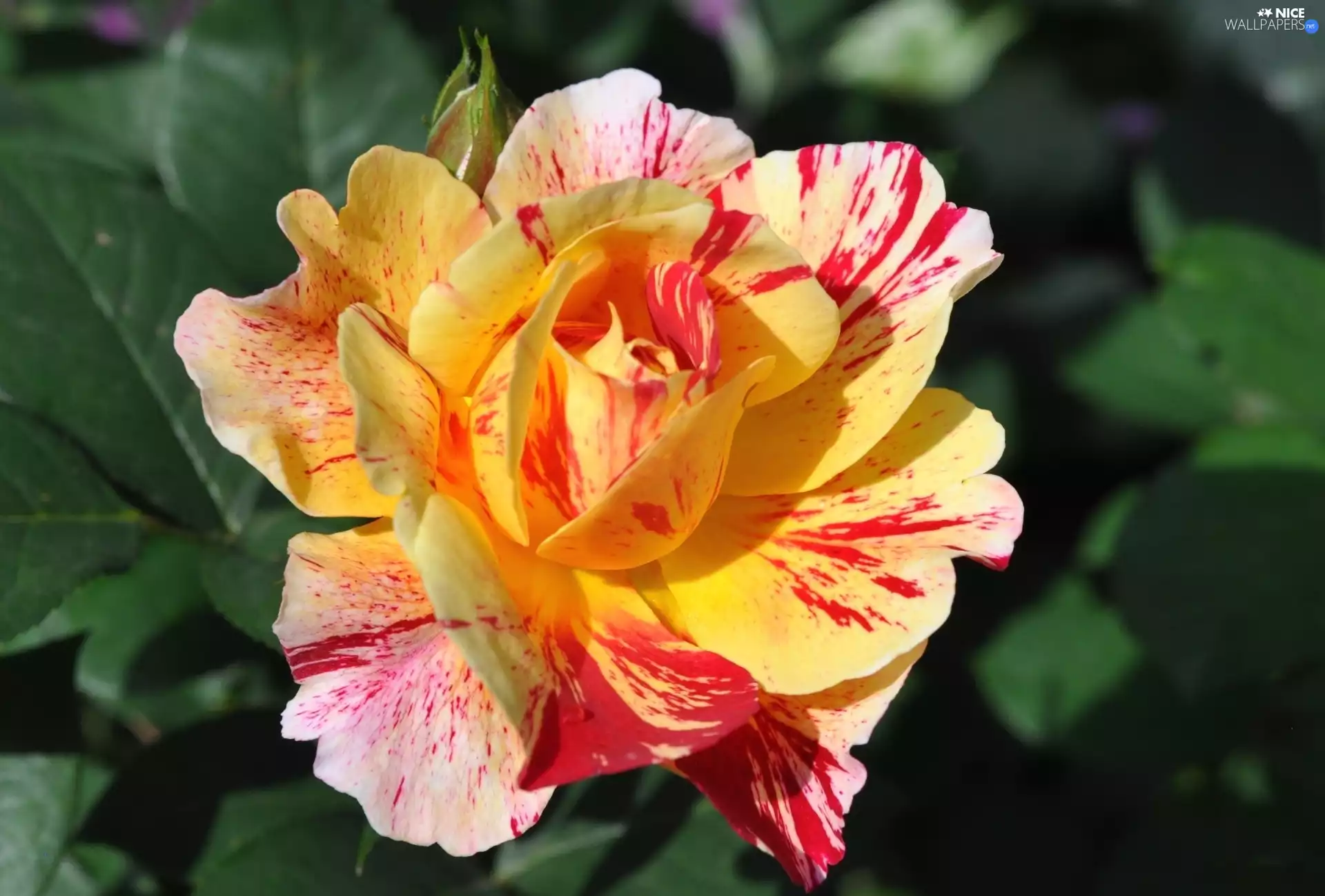 Colourfull Flowers, Rose