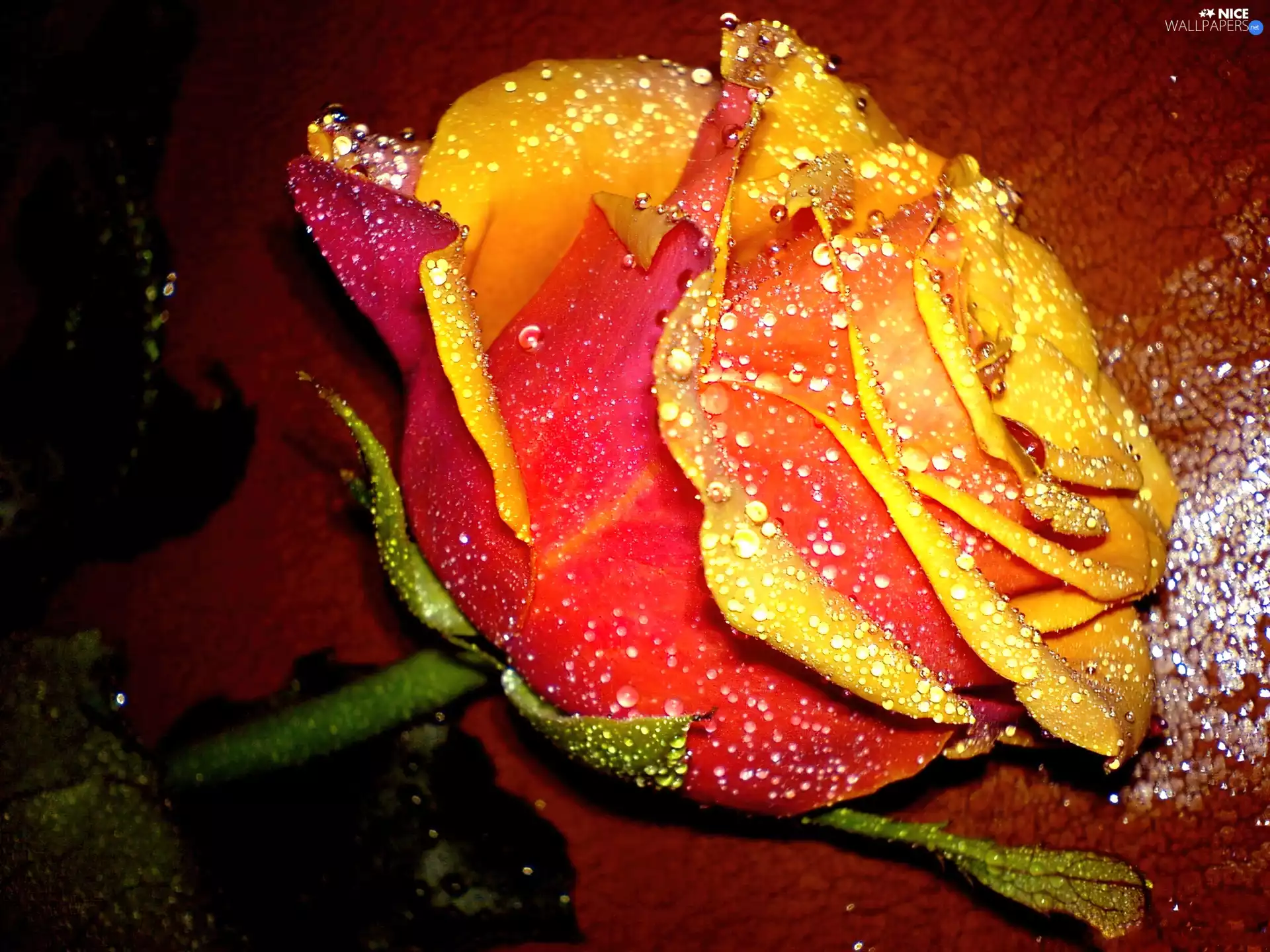Colourfull Flowers, rose