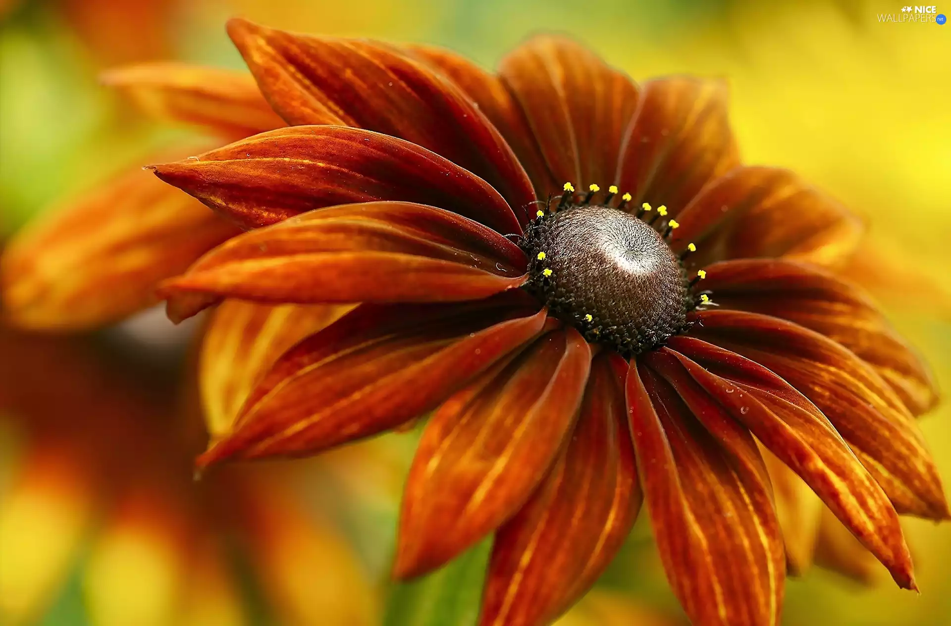 Colourfull Flowers, Rudbeckia