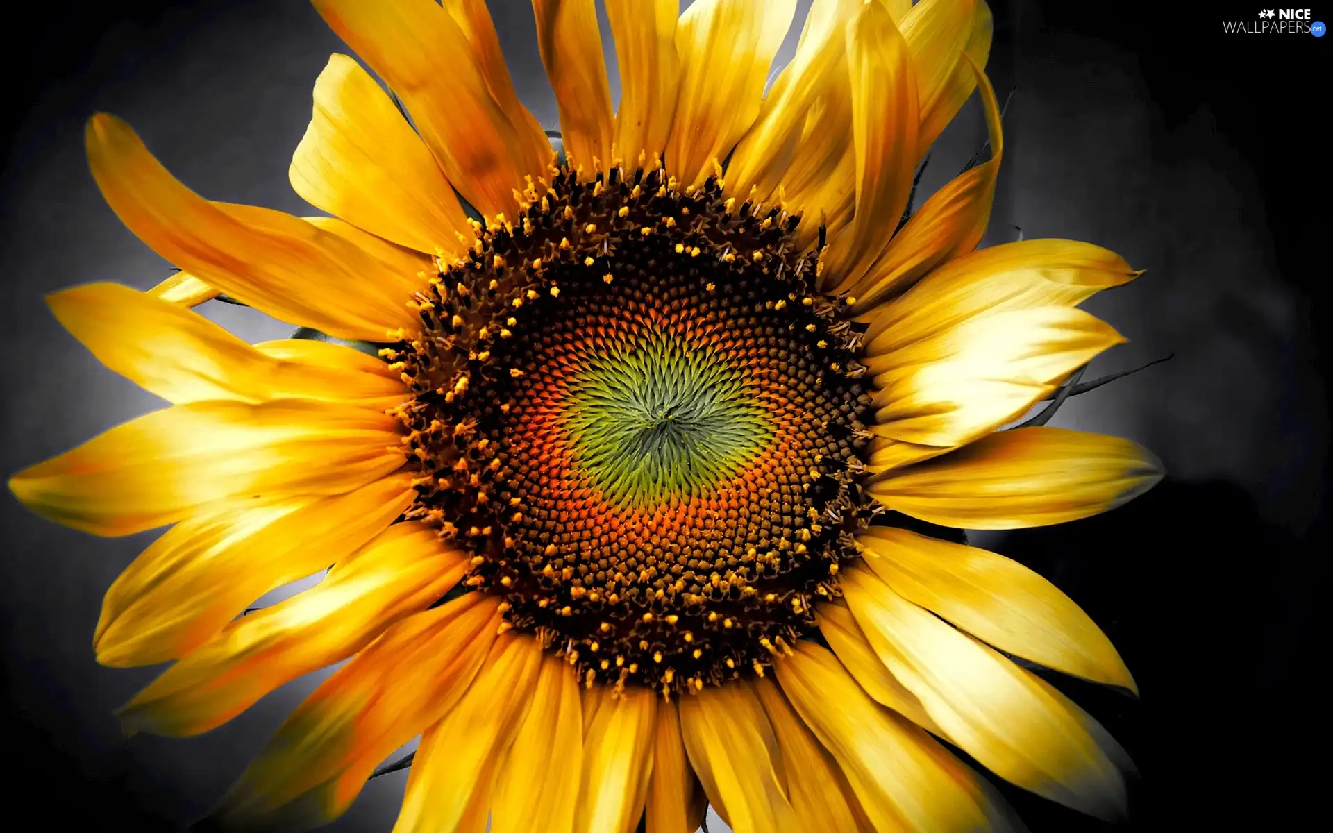 Colourfull Flowers, sunflower