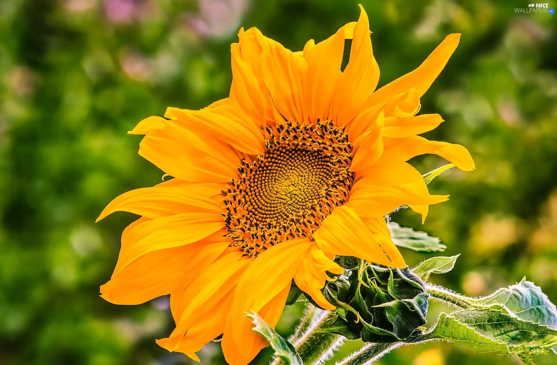 Colourfull Flowers, Sunflower