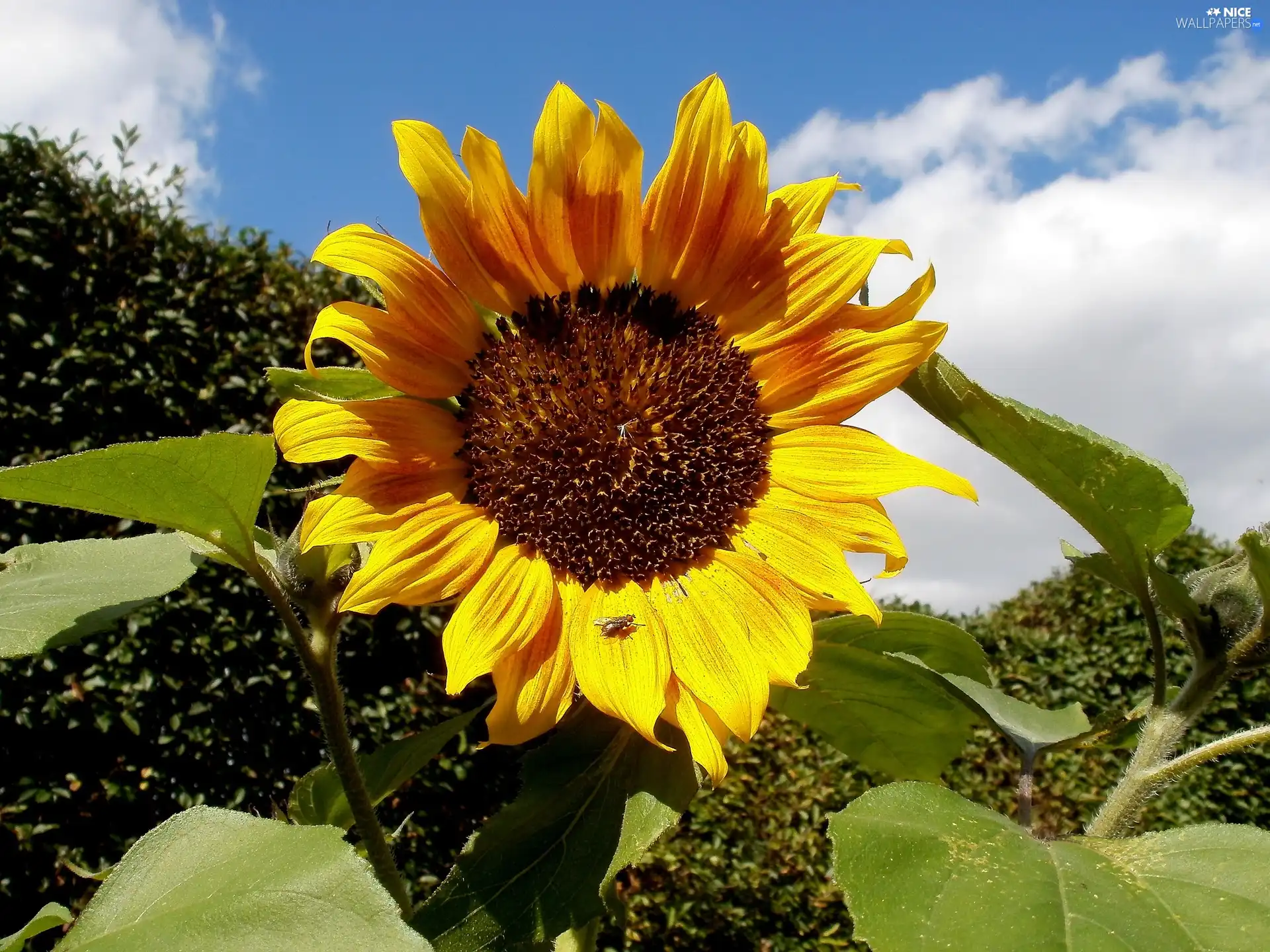 Sunflower, nature, Colourfull Flowers