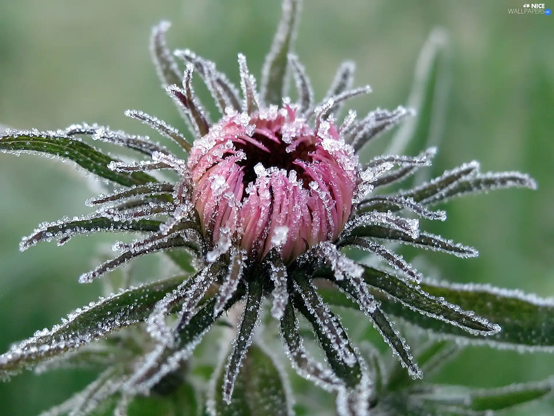 teasel, Frozen, Colourfull Flowers