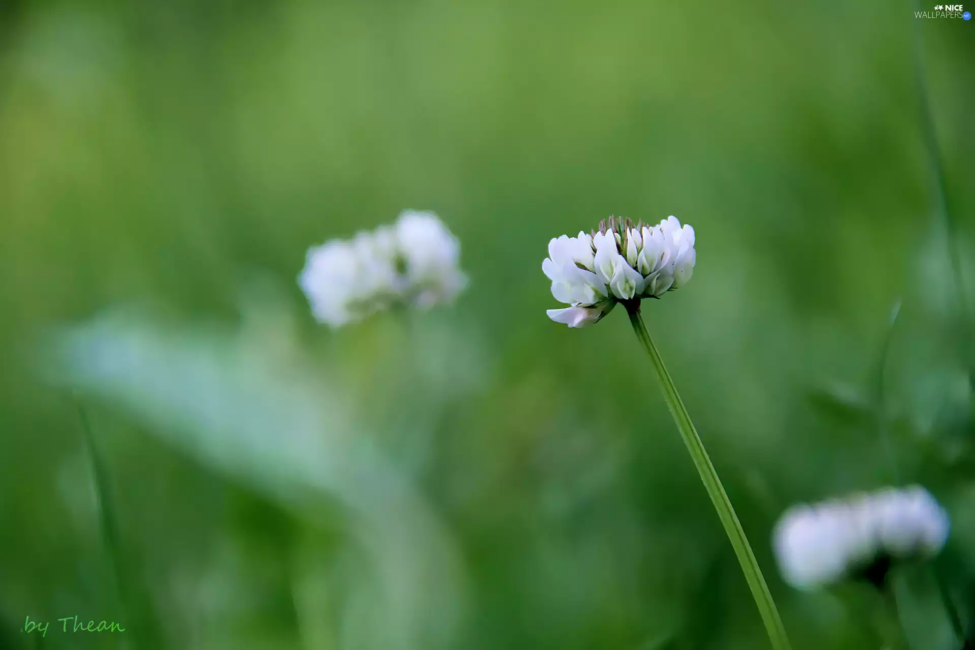 Colourfull Flowers, trefoil