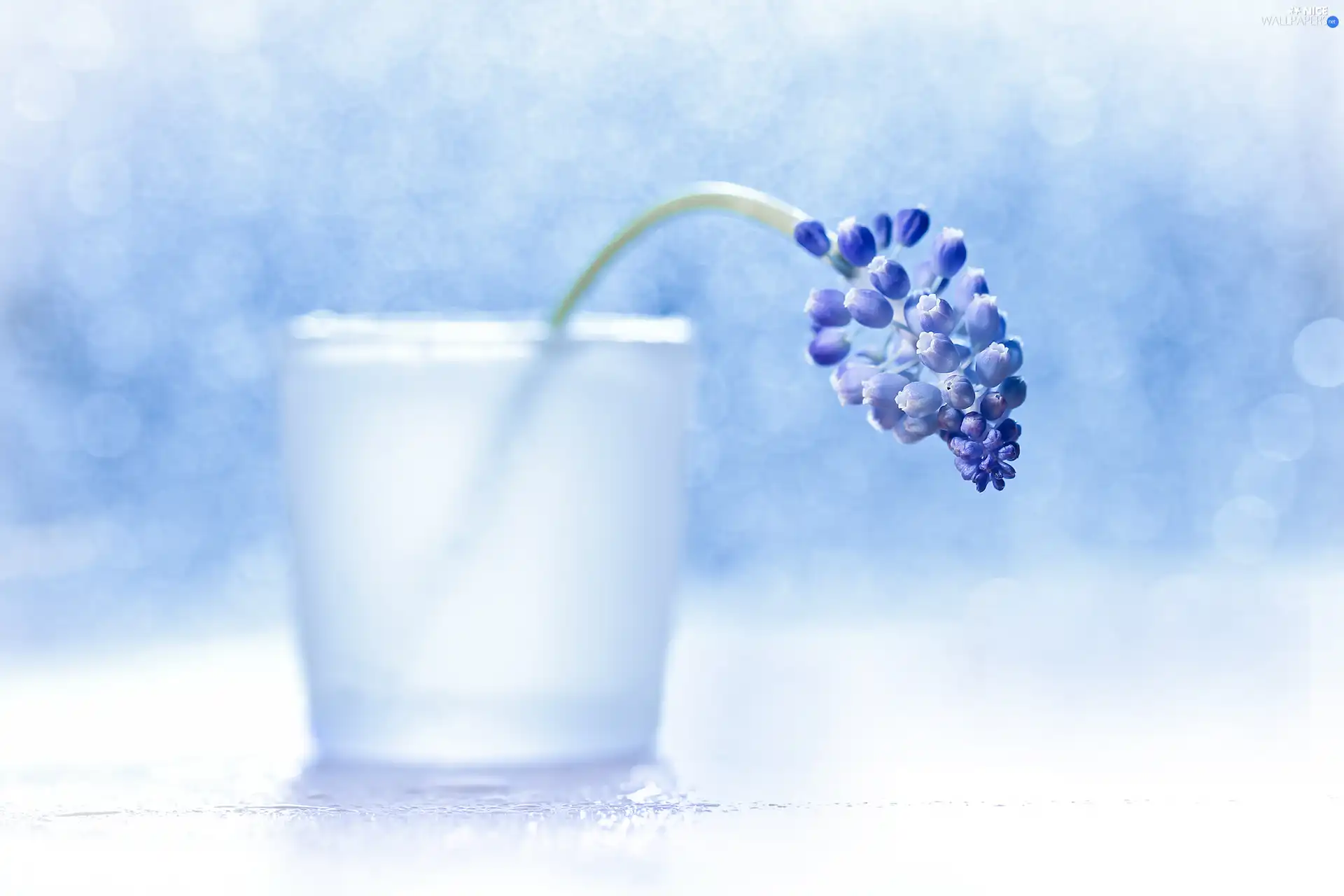 Colourfull Flowers, vase, Muscari, blue, decoration