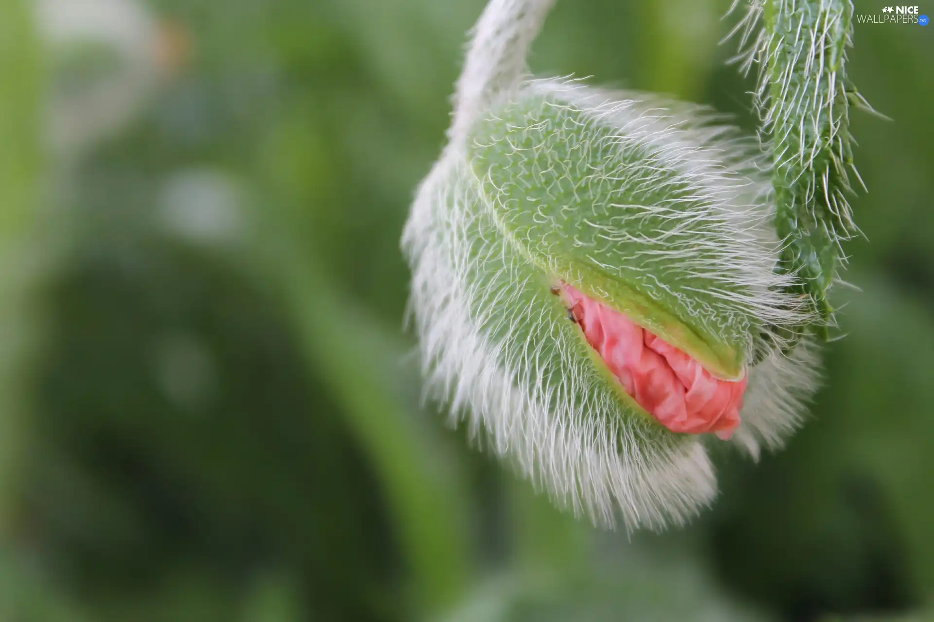 red weed, bud, Colourfull Flowers