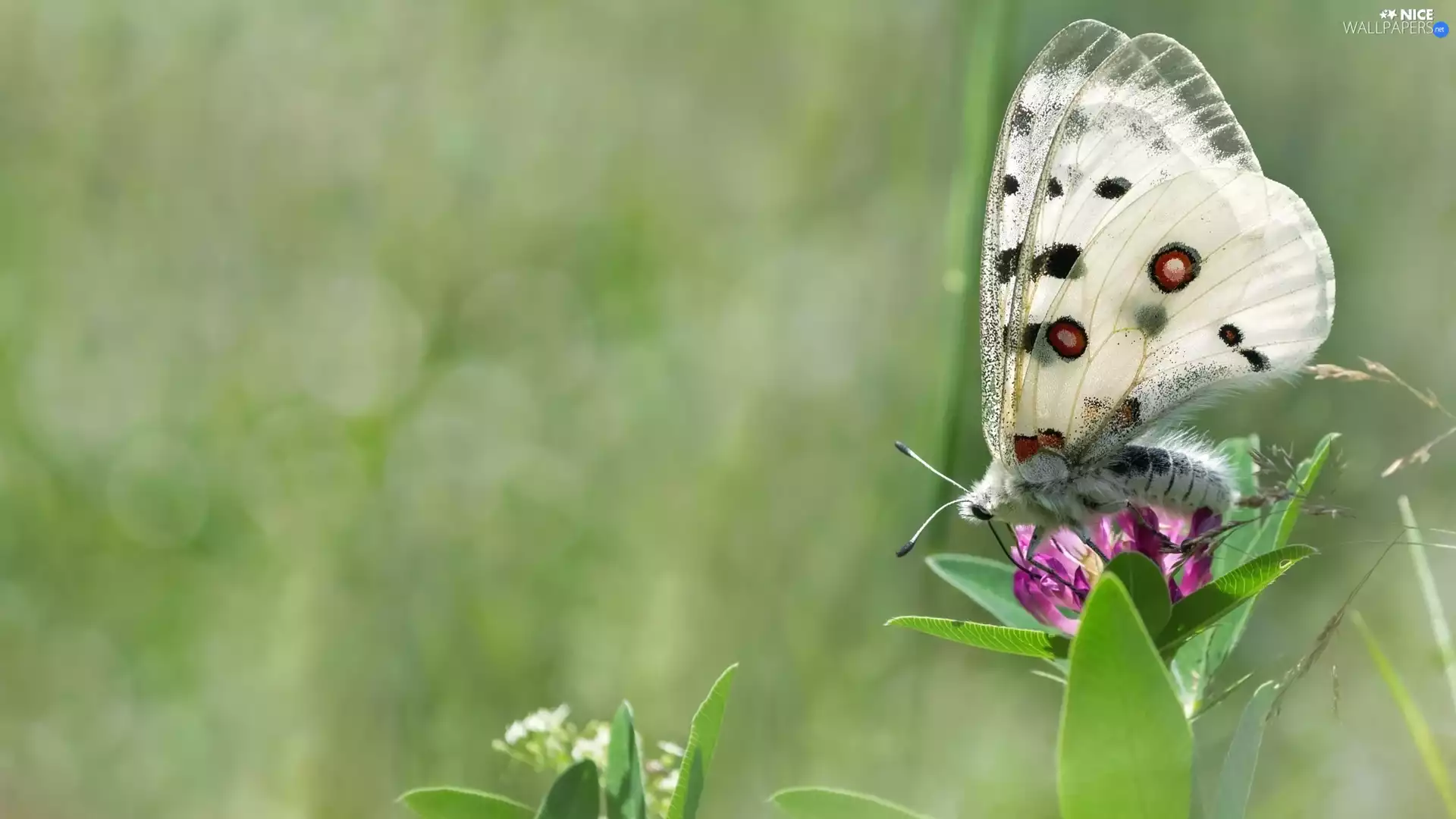 fuzzy, background, butterfly, Colourfull Flowers, White