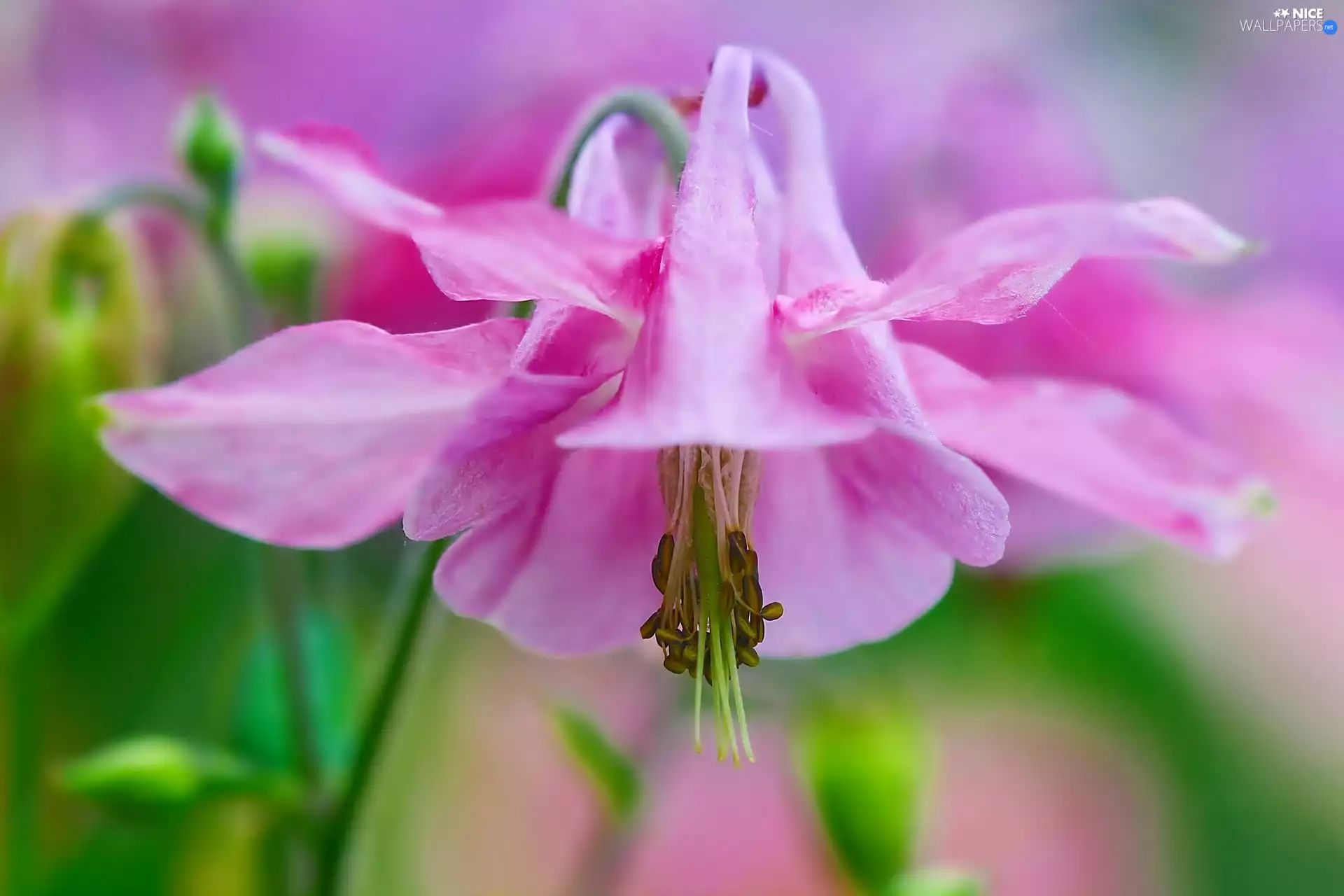 Close, Colourfull Flowers, columbine
