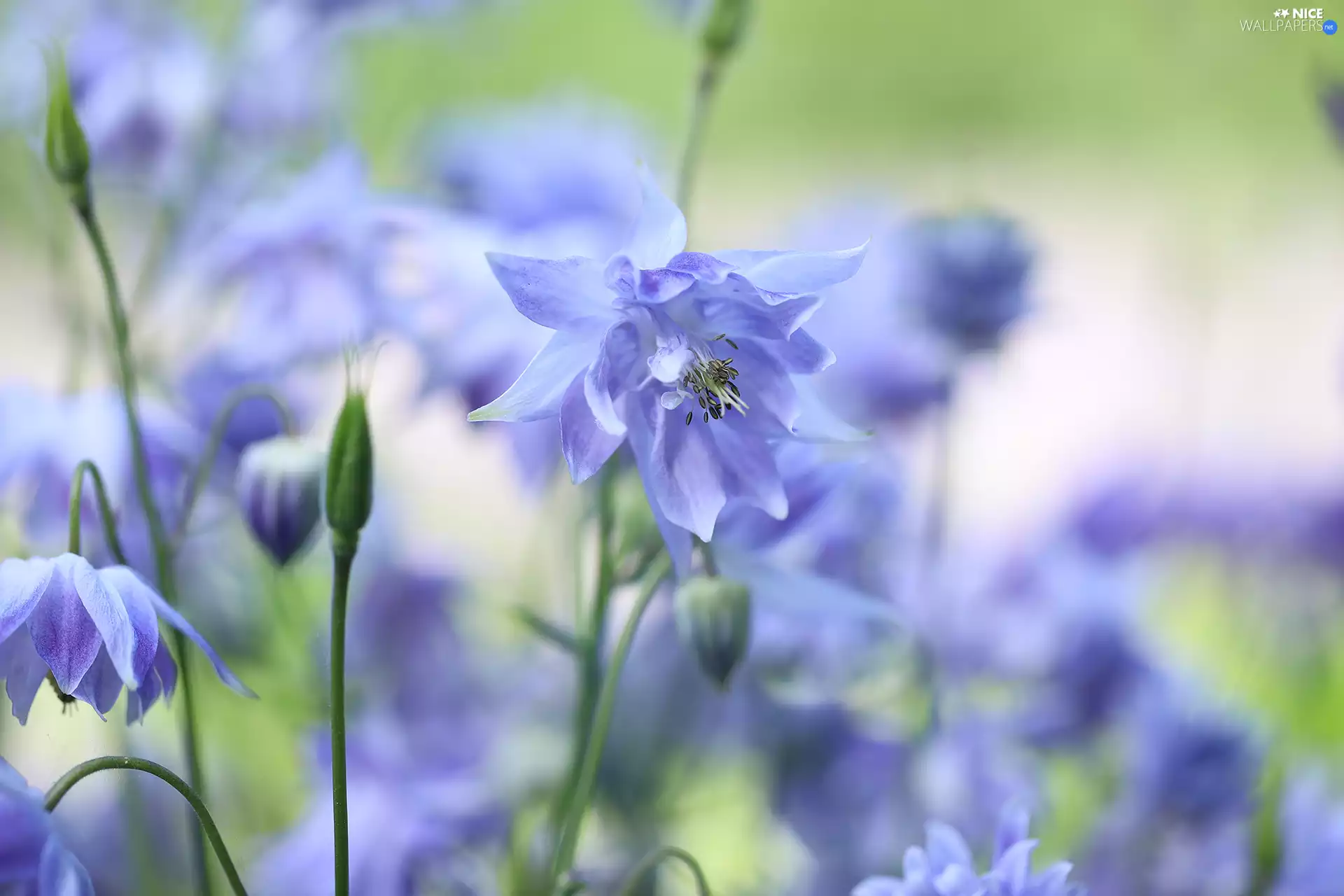 Colourfull Flowers, blue, columbine