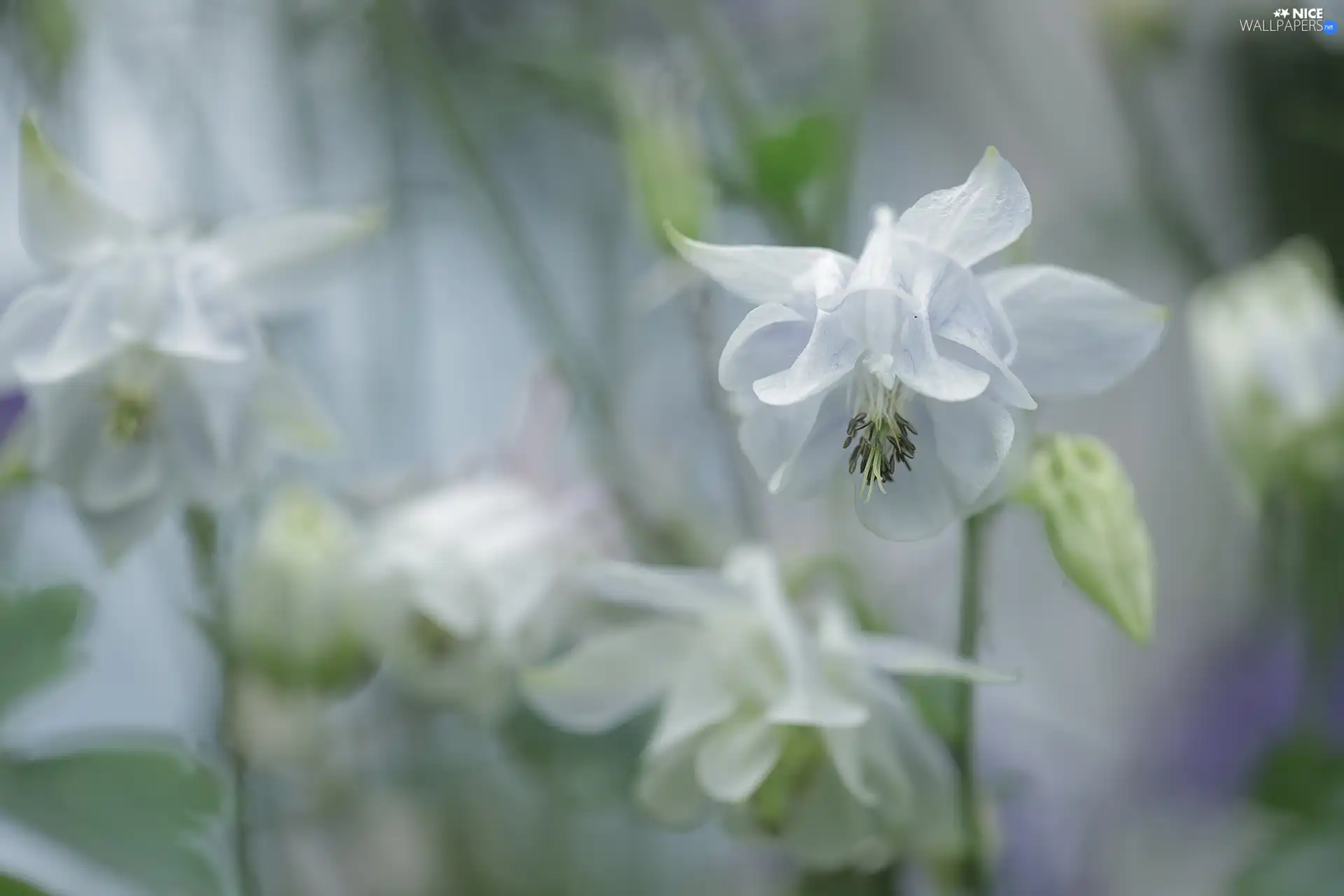 Colourfull Flowers, White, columbine