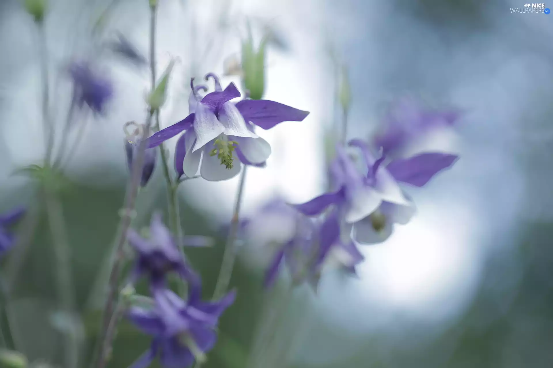 Flowers, White-Purple, Columbines
