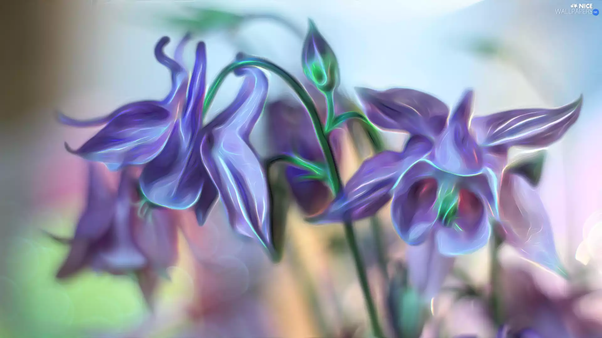 lilac, Fractalius, Flowers, Columbines