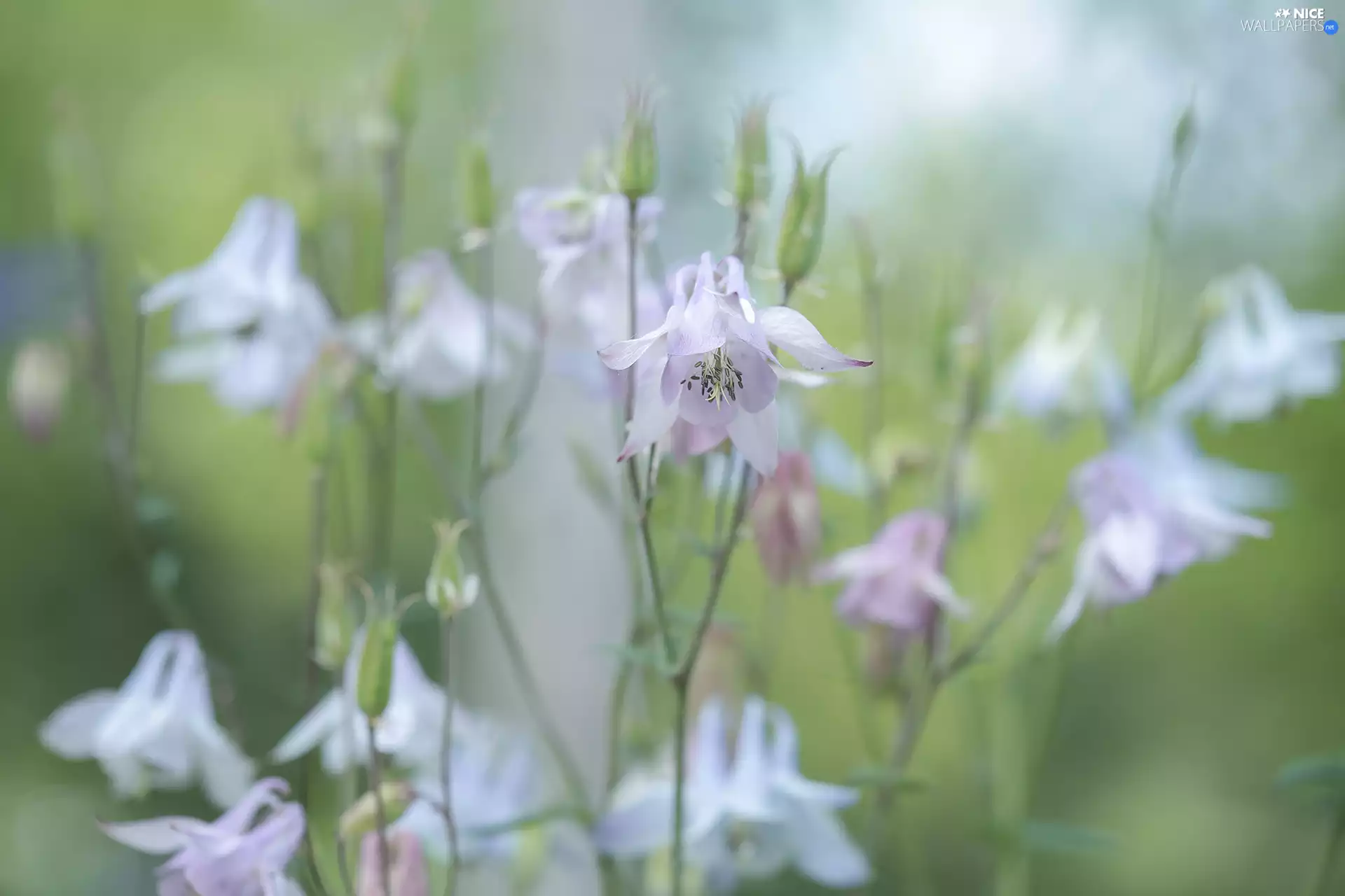Columbines, Flowers, Pink