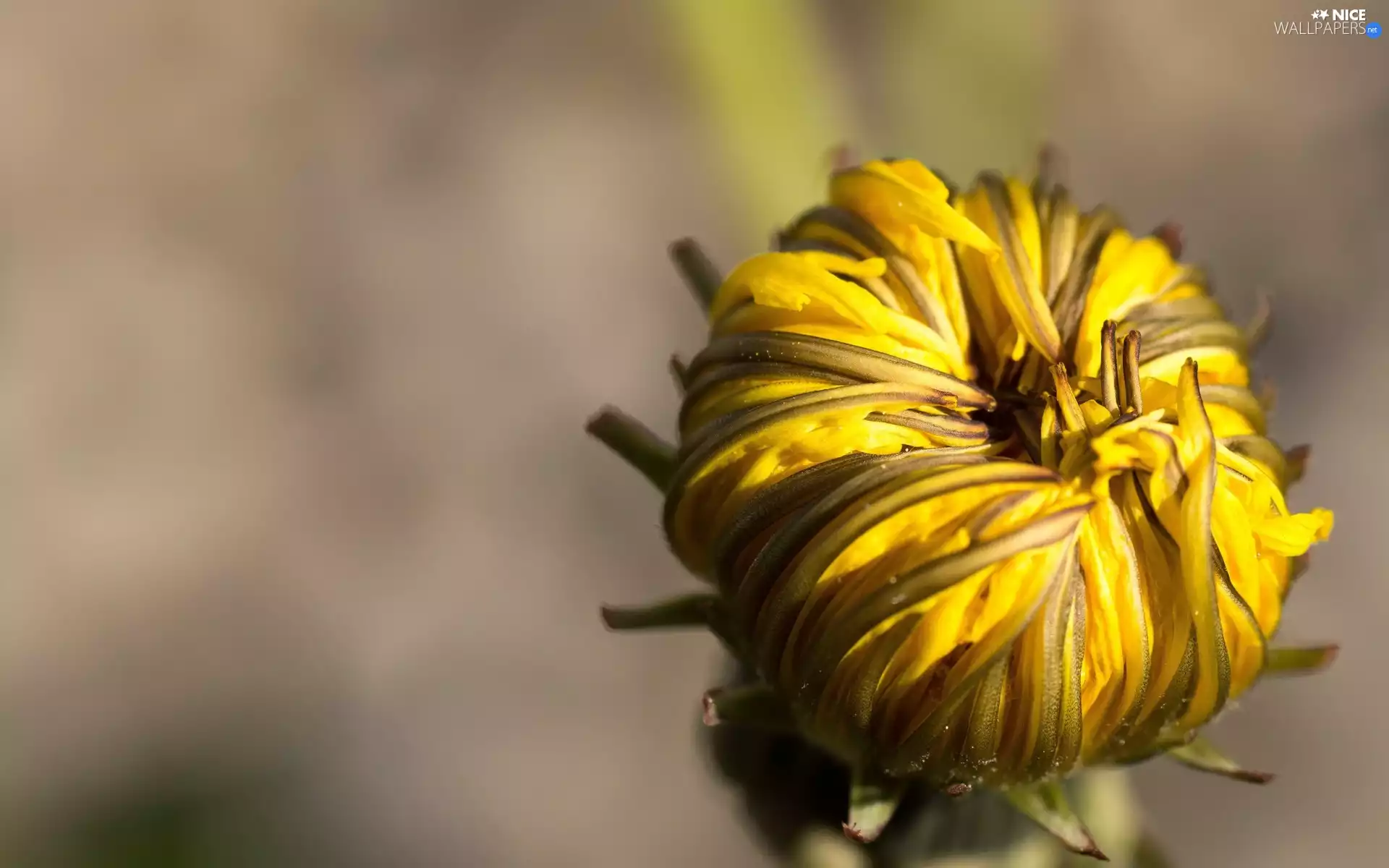 Common Dandelion, bud