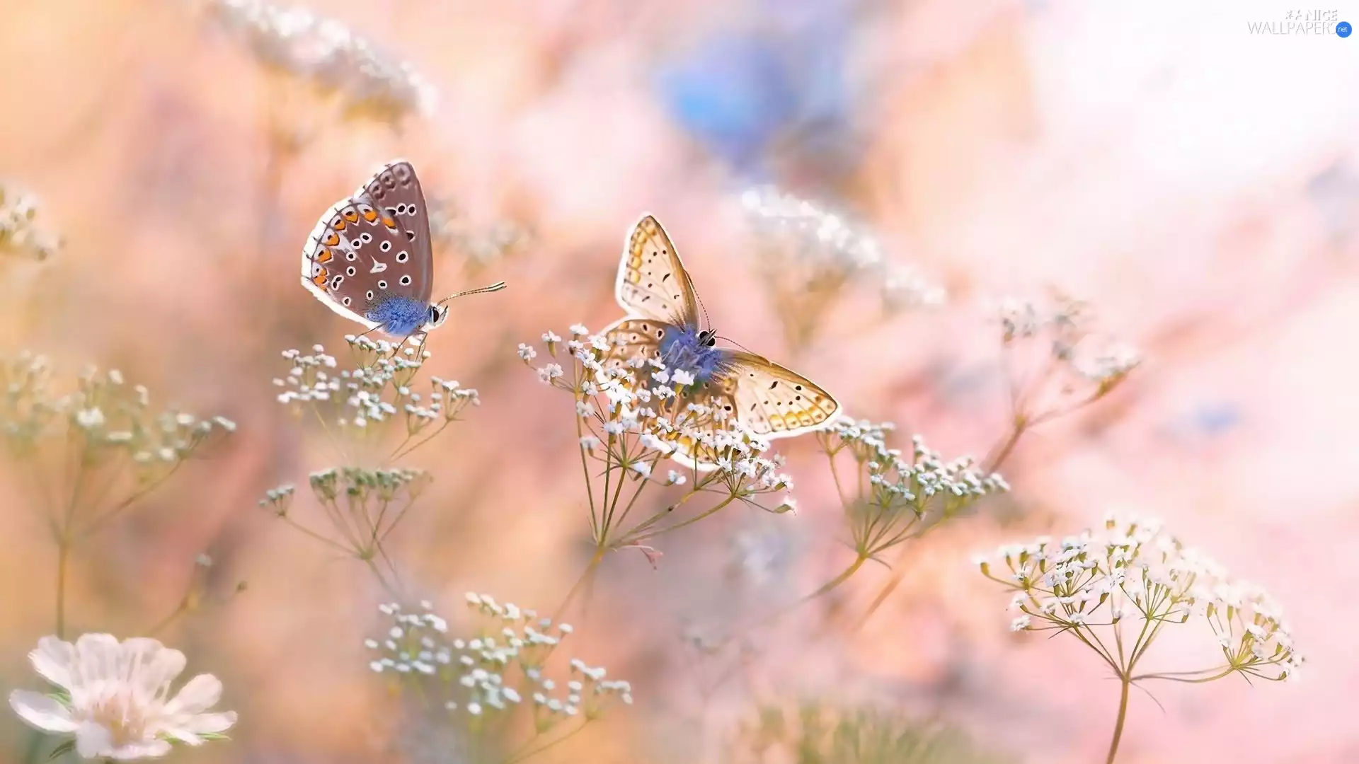 Common blue butterfly, blurry background, Two cars, butterflies, Flowers