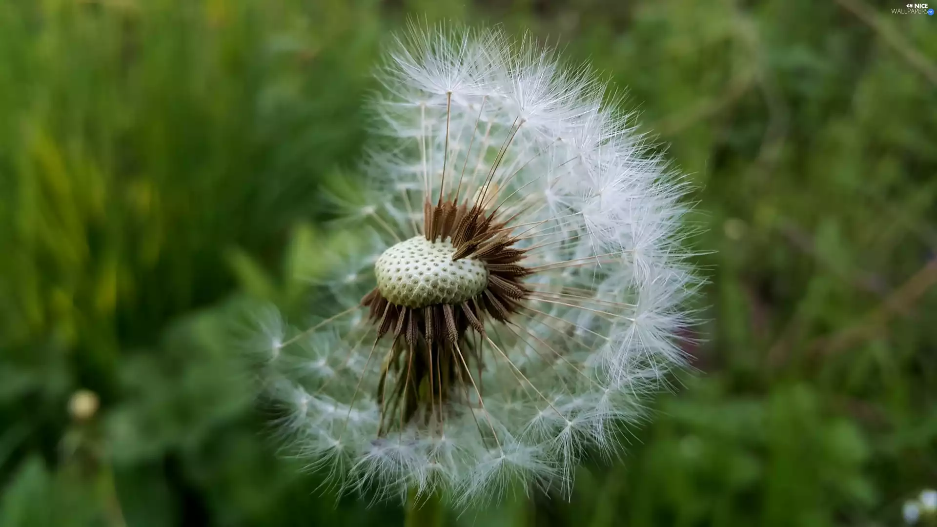 Common Dandelion, dandelion