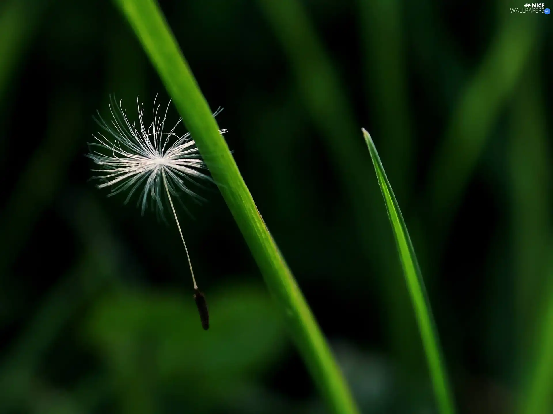 dandelion, puffball, common