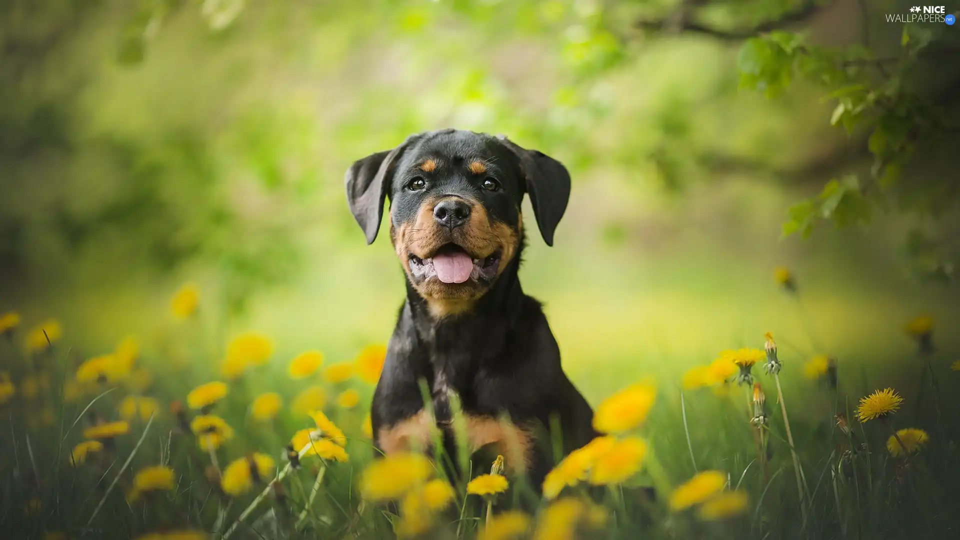 Puppy, Meadow, Common Dandelion, Rottweiler