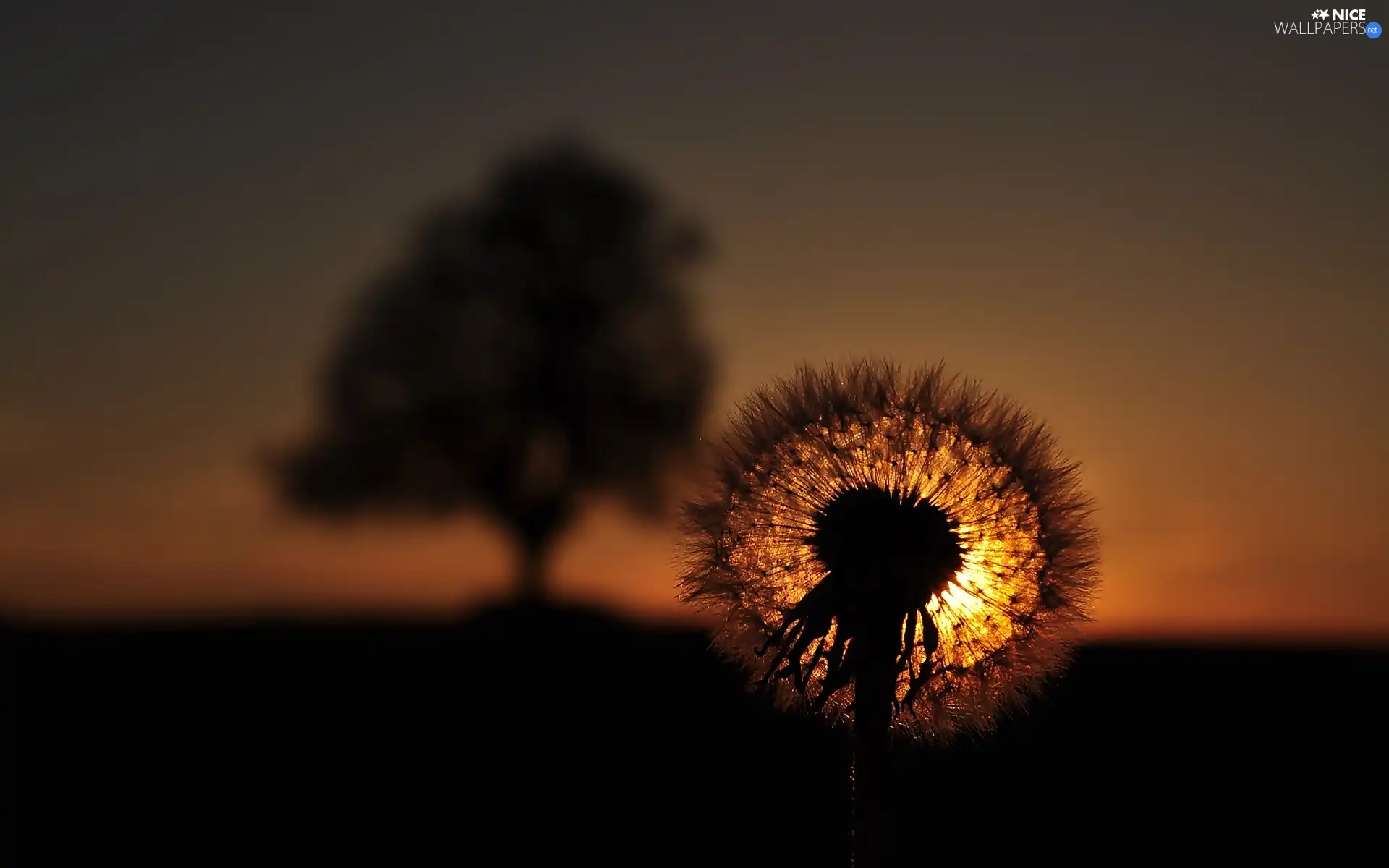 Great Sunsets, puffball, common, dandelion