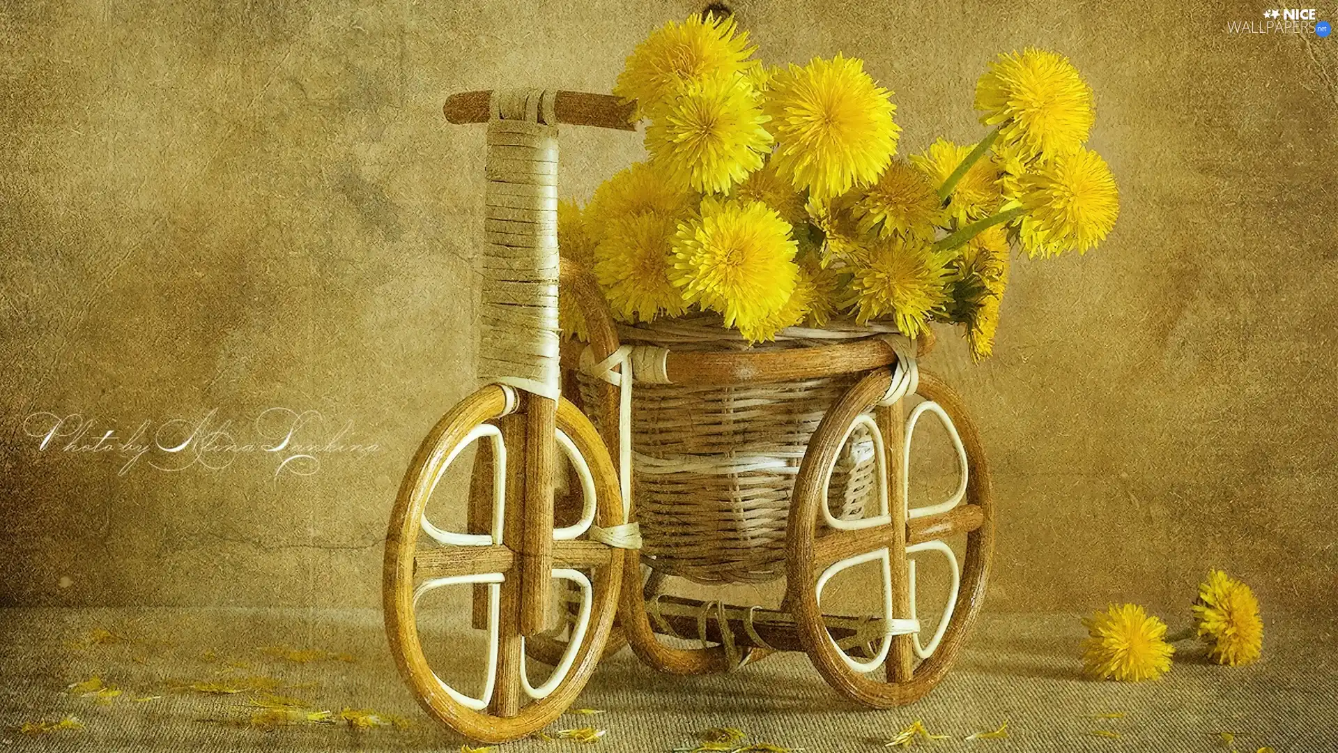 wicker, puffball, common, Bicycle