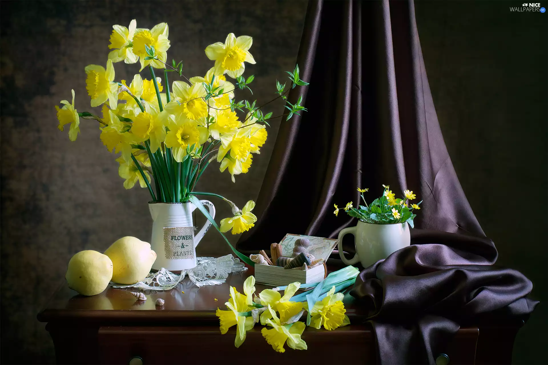 Shells, composition, jug, Box, Jonquil