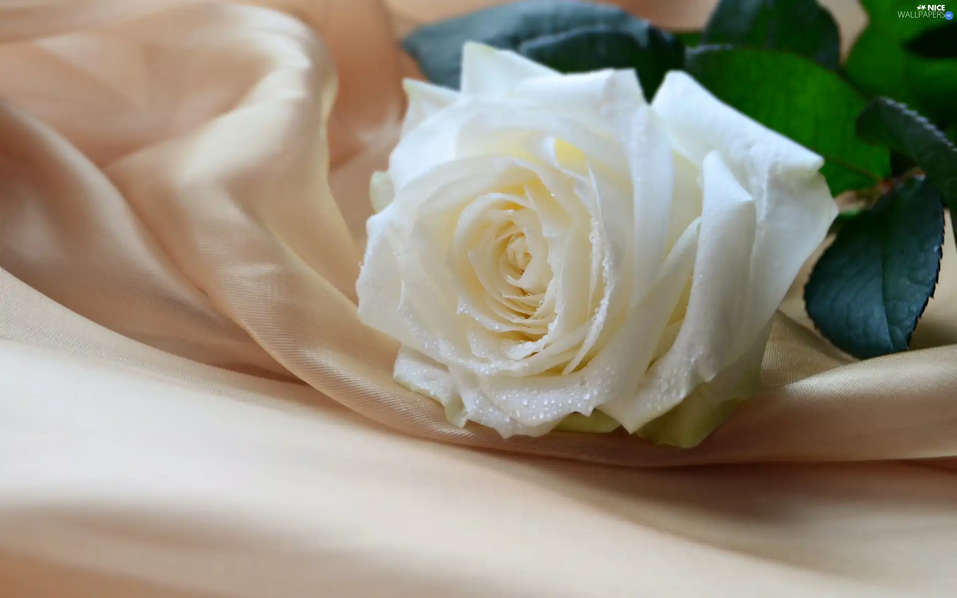 composition, White, rose