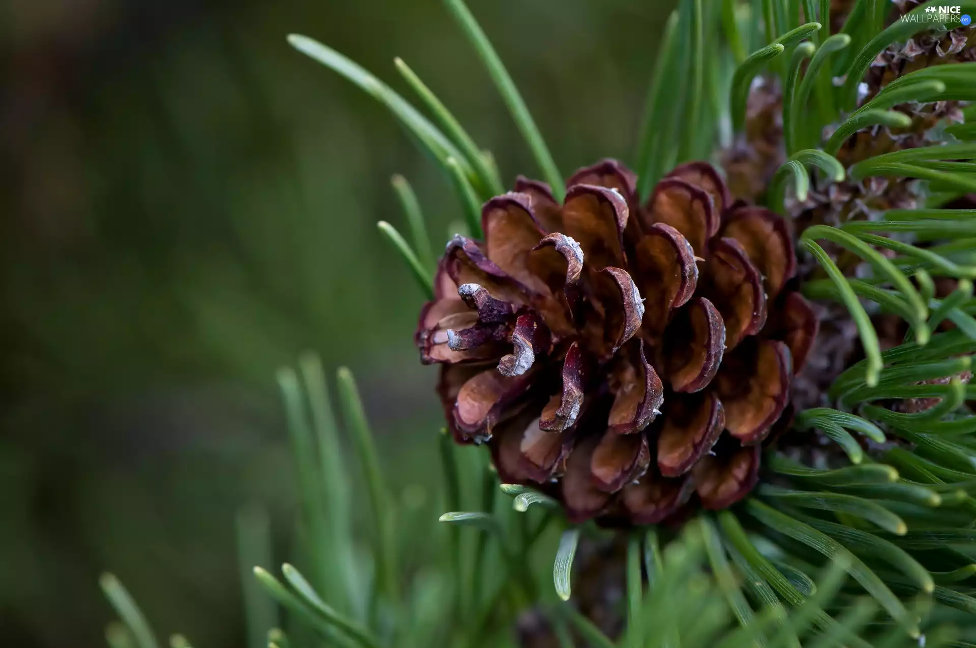 Close, Twigs, needle, cone