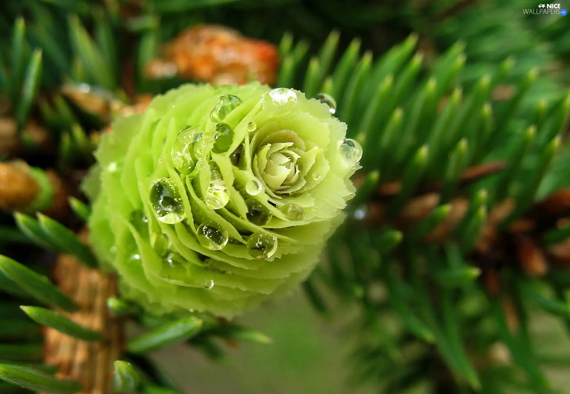 cone, dew, conifer, Green, twig