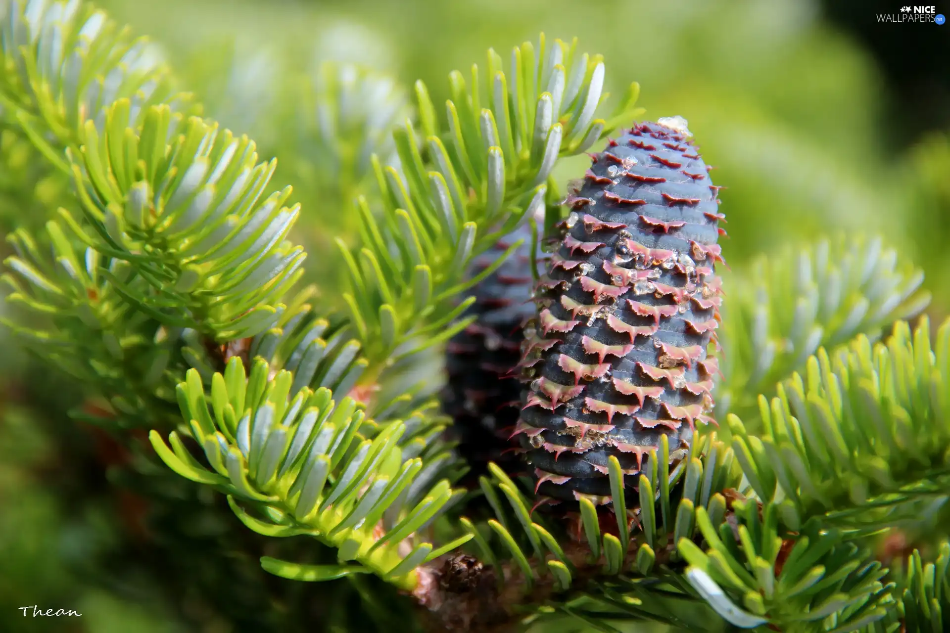 spruce, cone