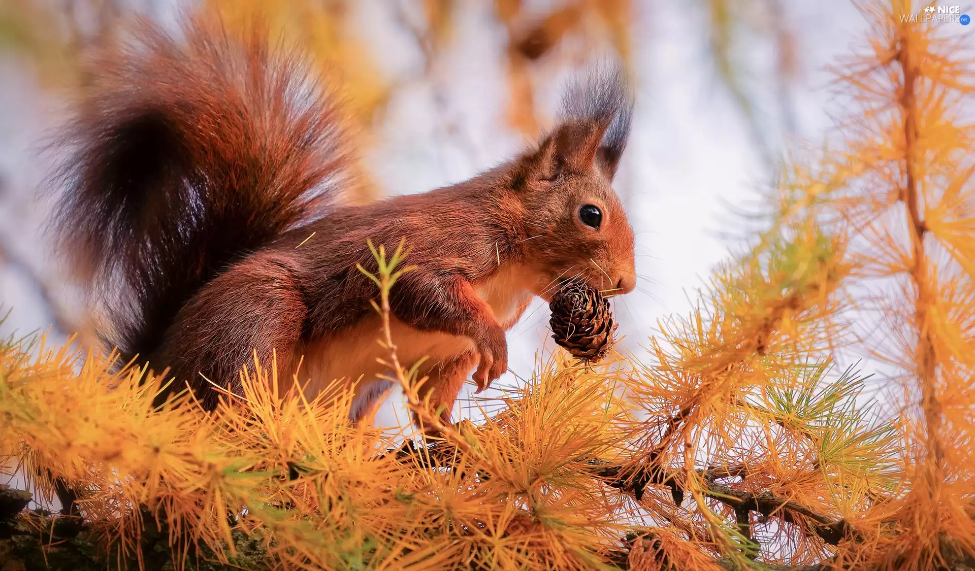 larch, branch pics, cone, trees, squirrel