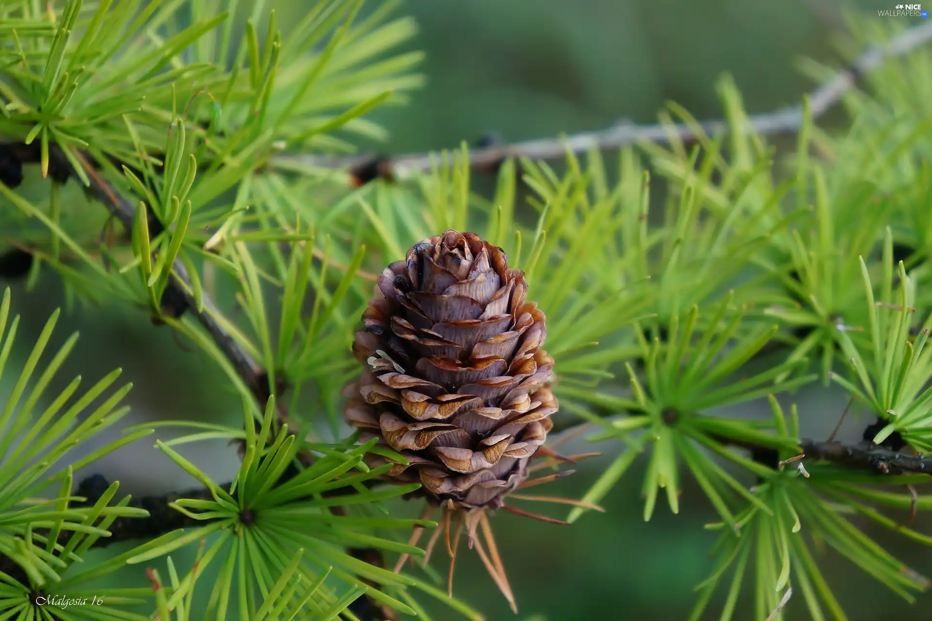 cone, conifer, Twigs