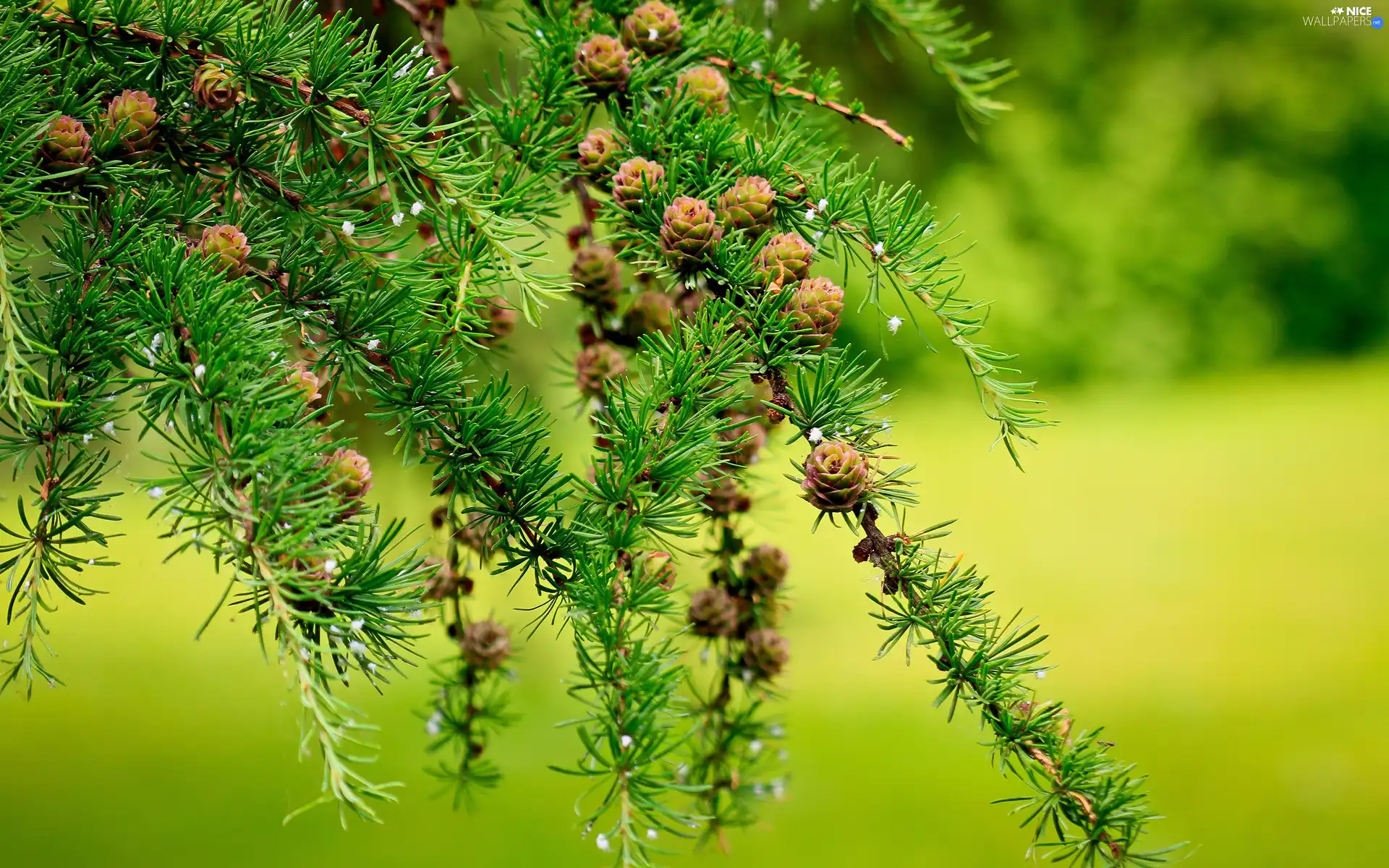 conifer, cones
