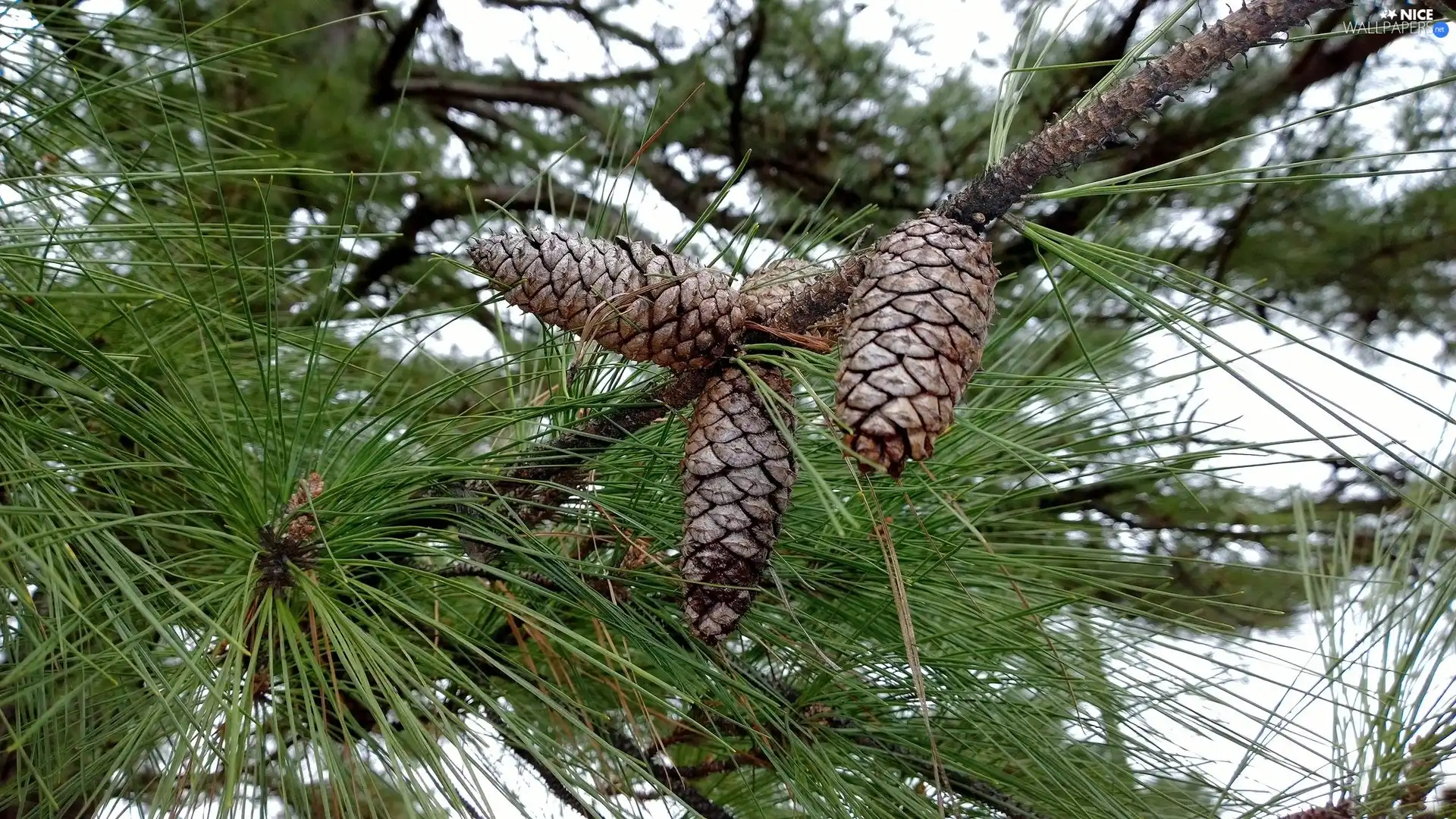 cones, branch, pine