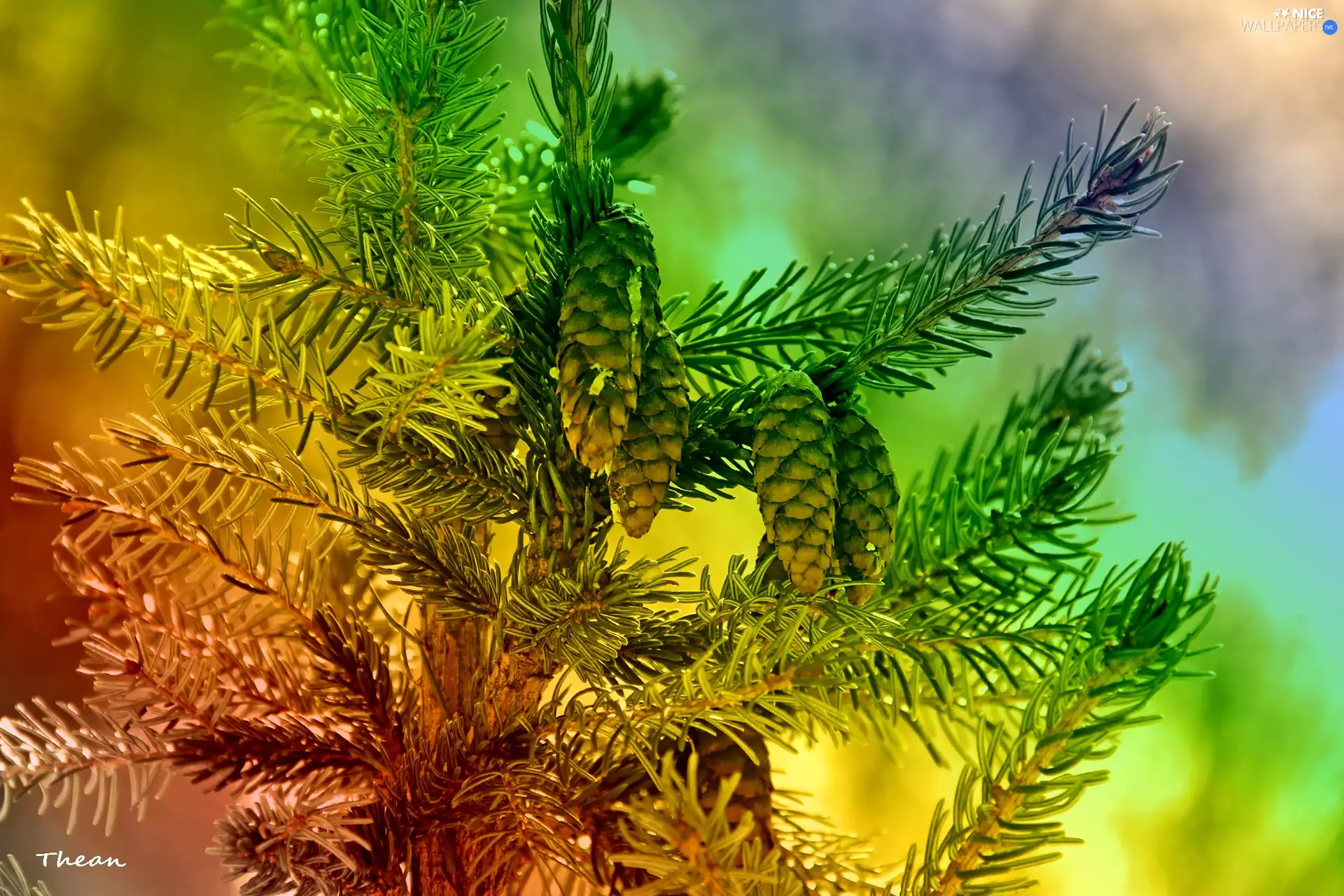 cones, color, spruce