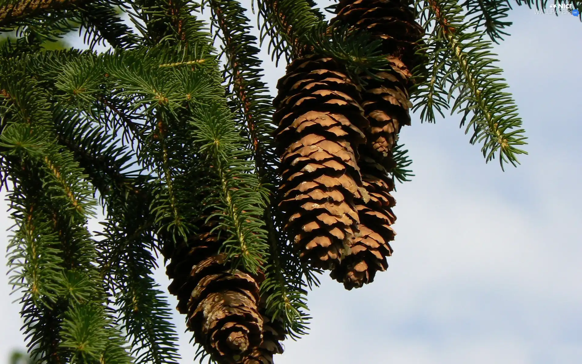 cones, Twigs, spruce