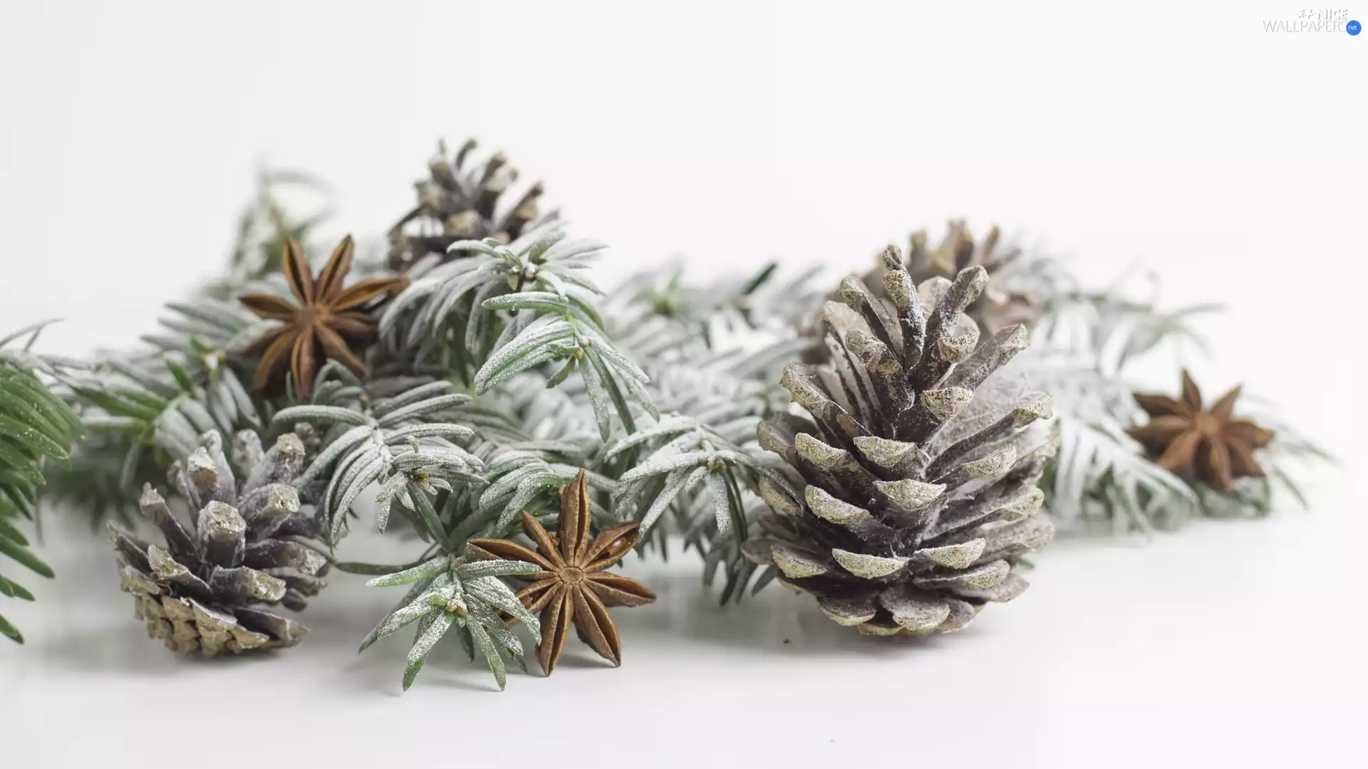 Star Anise, Twigs, cones