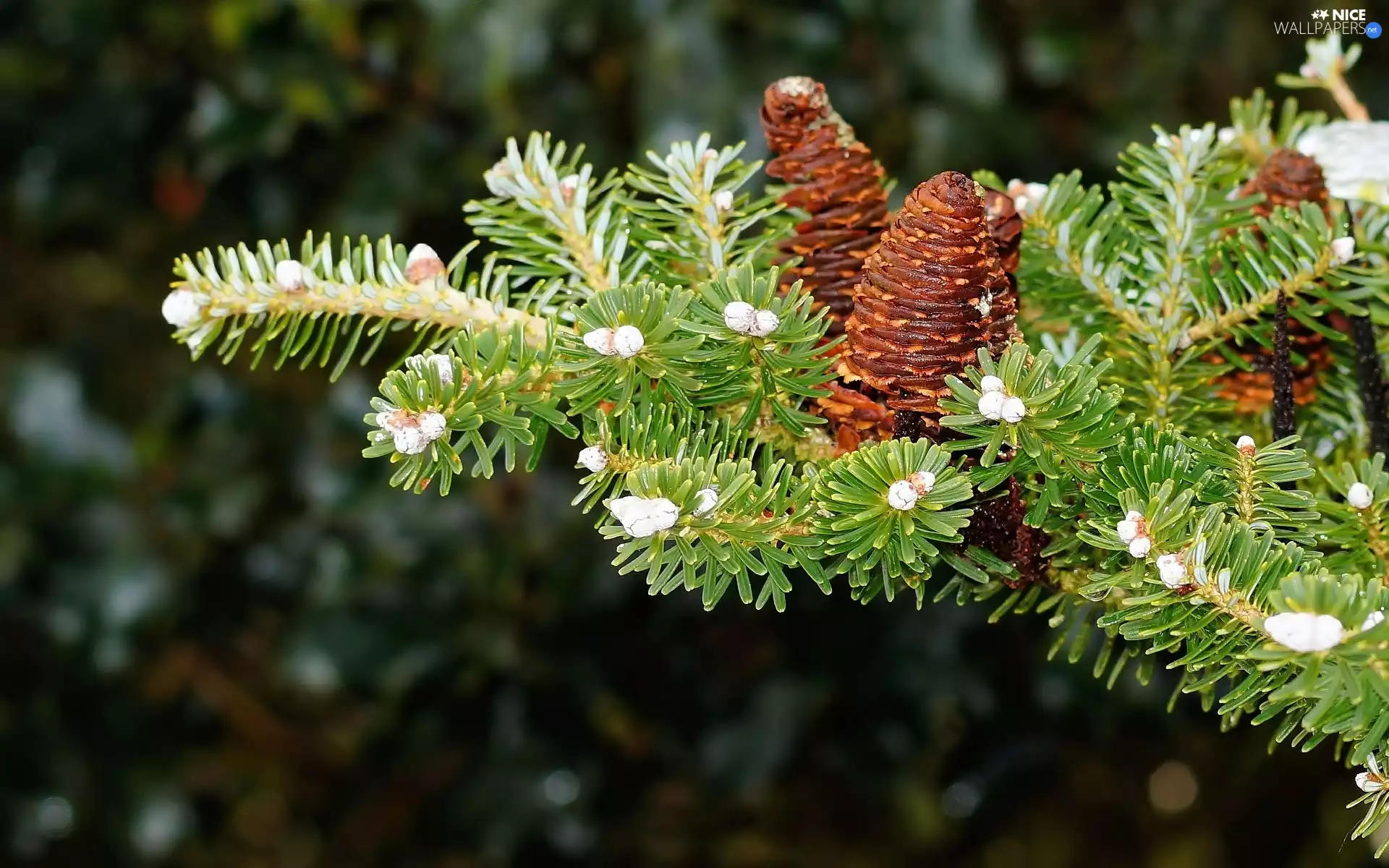 cones, fir, twig