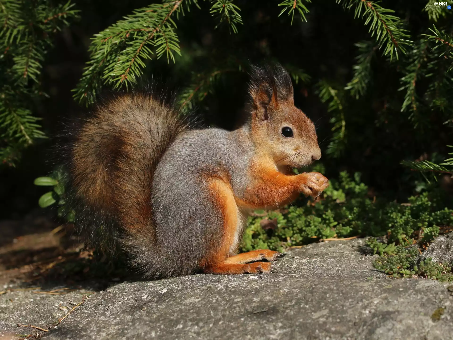 conifer, squirrel, Stone