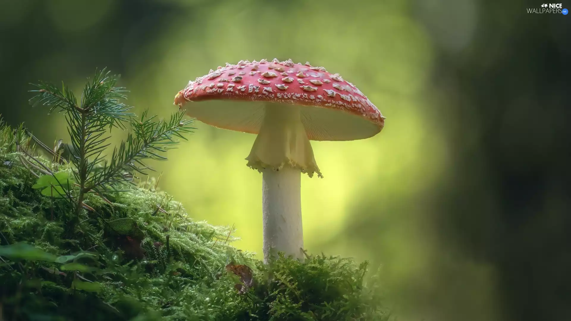 litter, conifer, toadstool, Red, Mushrooms