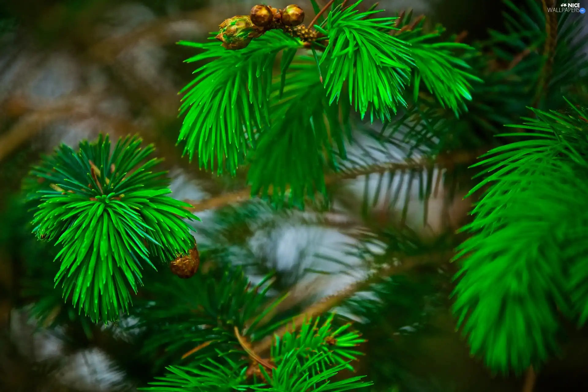 trees, pine, conifer, Twigs