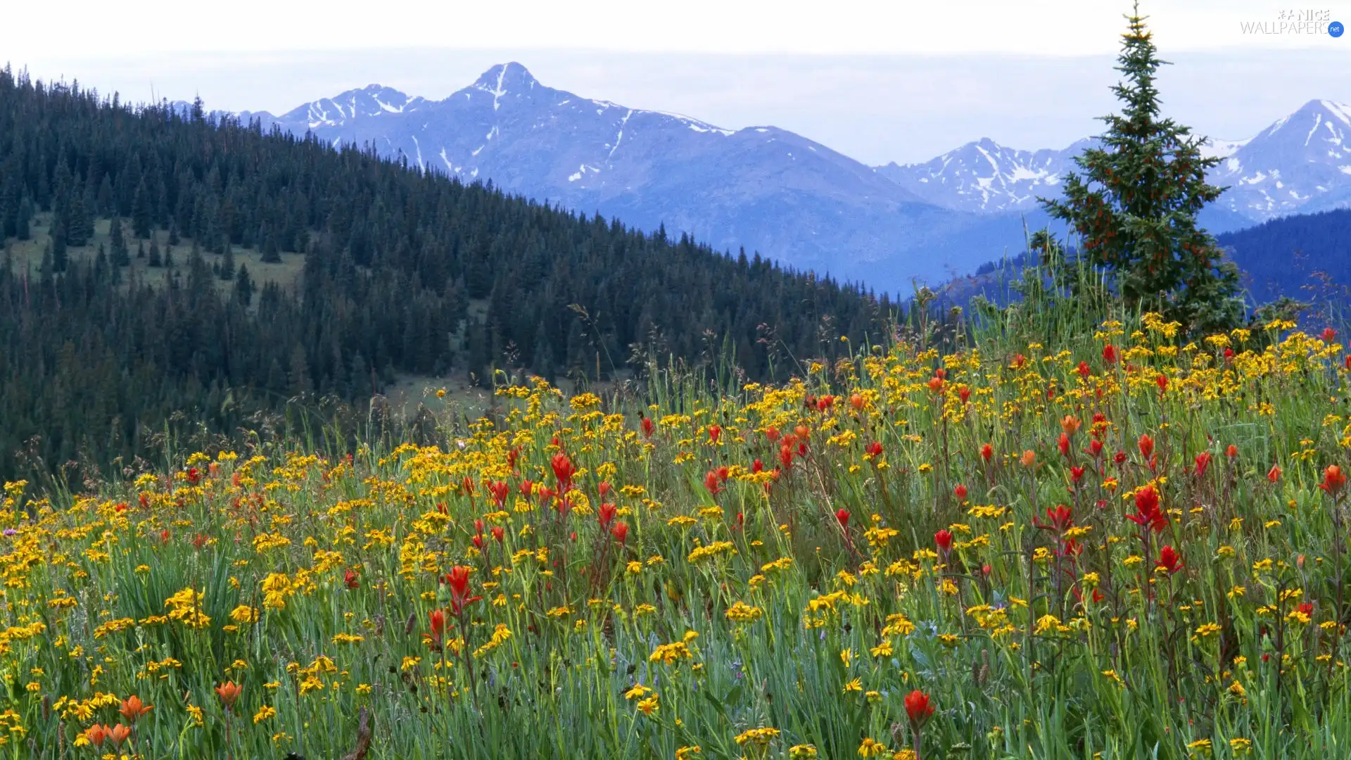 Mountains, forest, coniferous, Meadow