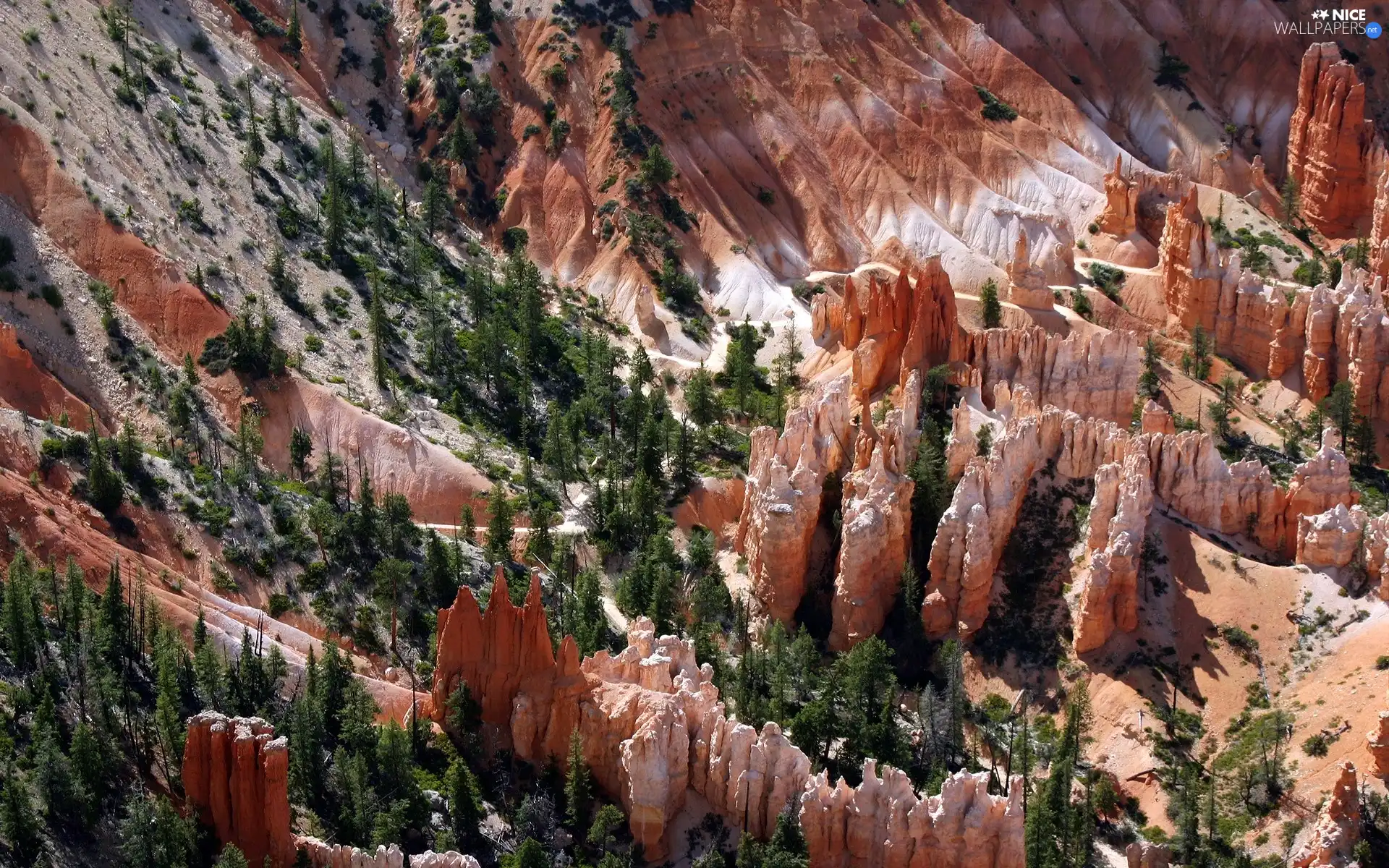 canyon, viewes, Conifers, trees