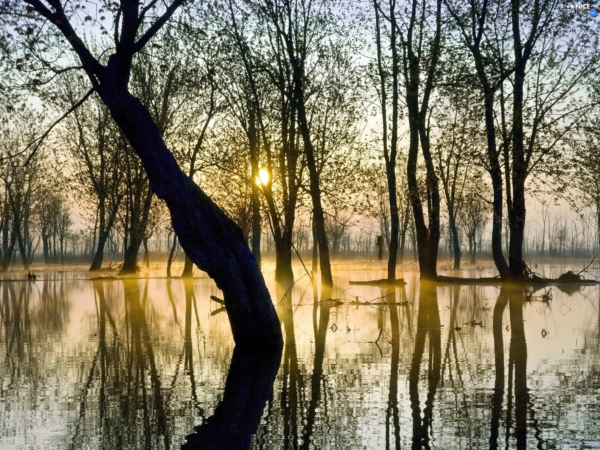 container, water, viewes, forest, trees