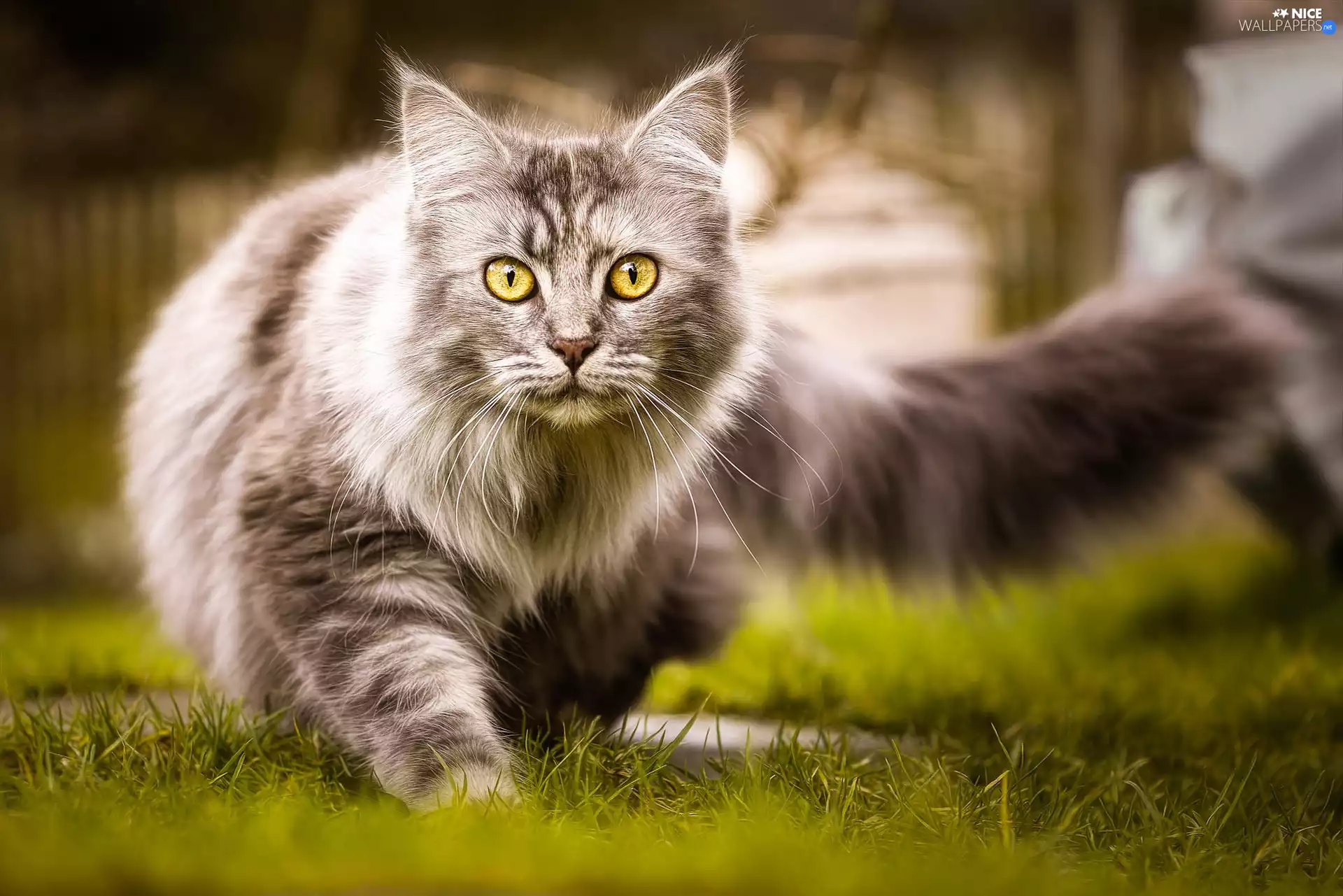 grass, cat, Maine Coon