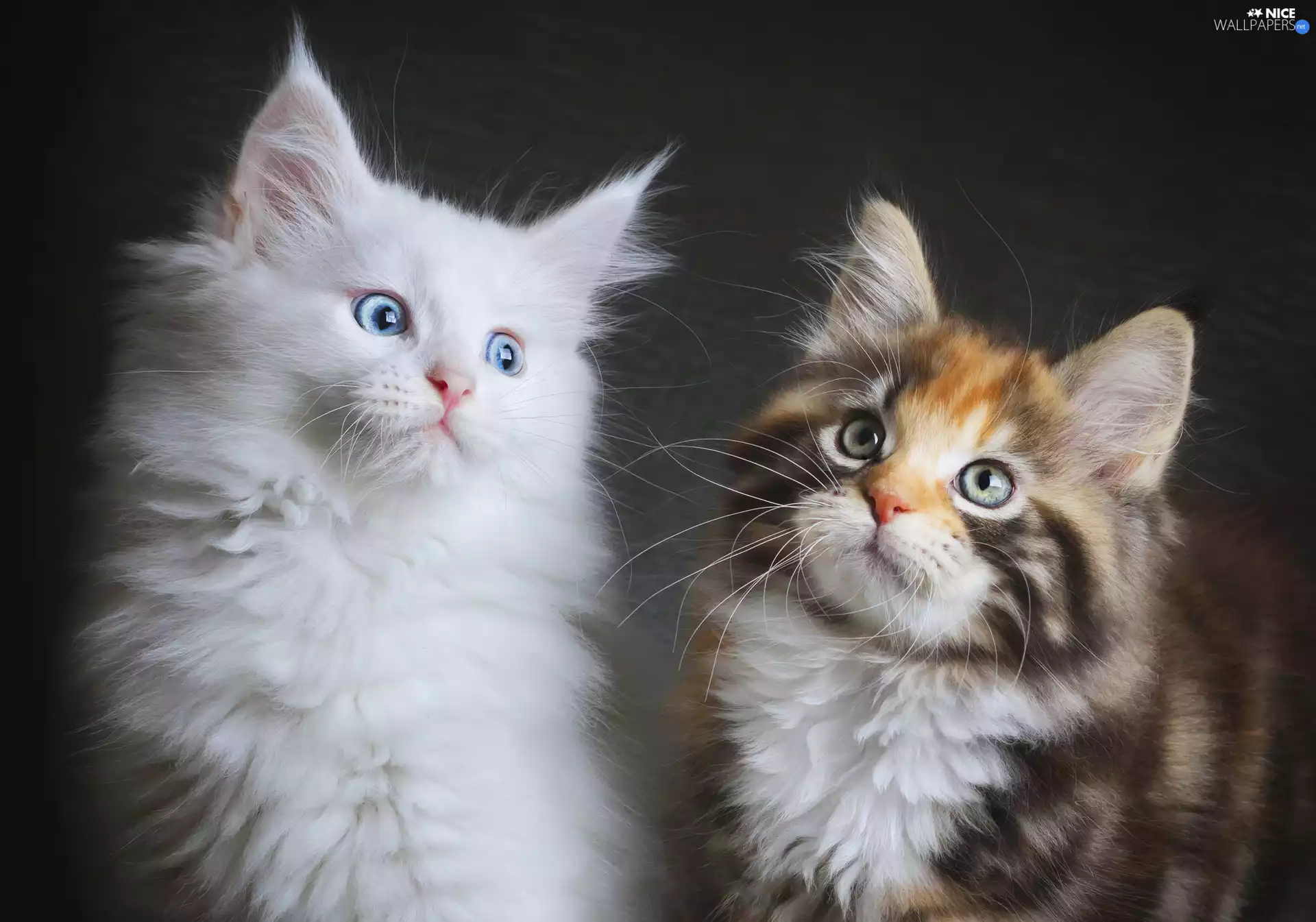Maine Coon, Two cars, cats
